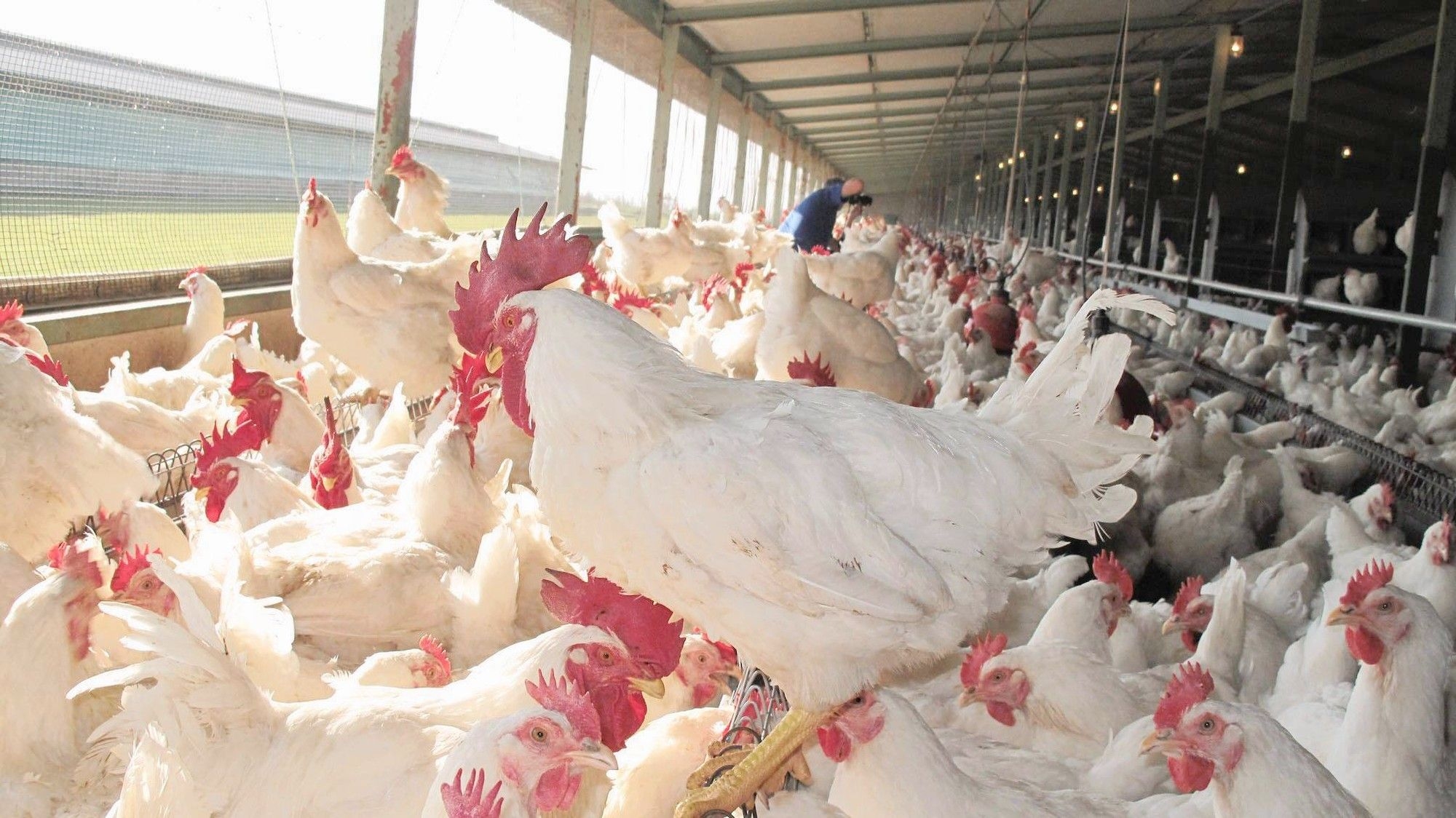 Government orders first-ever mass vaccination of poultry in SA, as cattle rollout continues