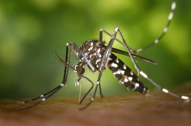 Don't let mozzies make you miserable: Chikungunya virus explained