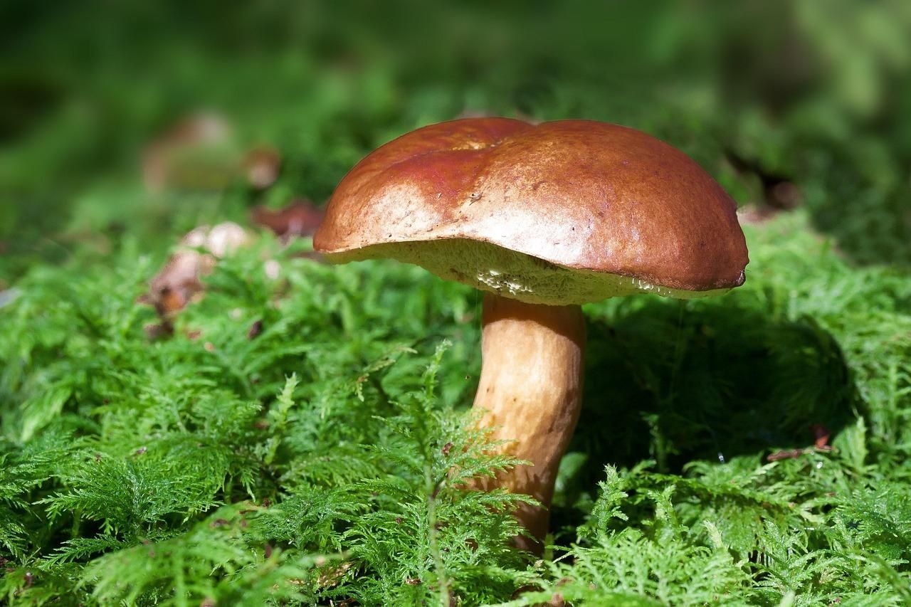 Mushroom Lunch Deaths: 'Patterson lied, but she isn't a murderer', says lawyer