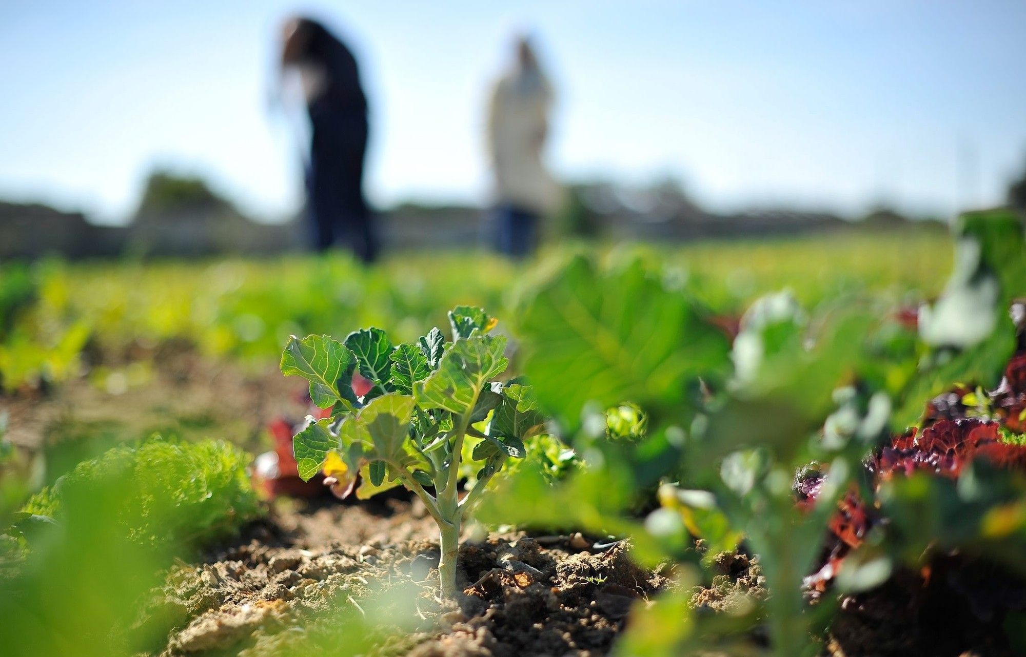 Building a future for South Africa's next generation of farmers