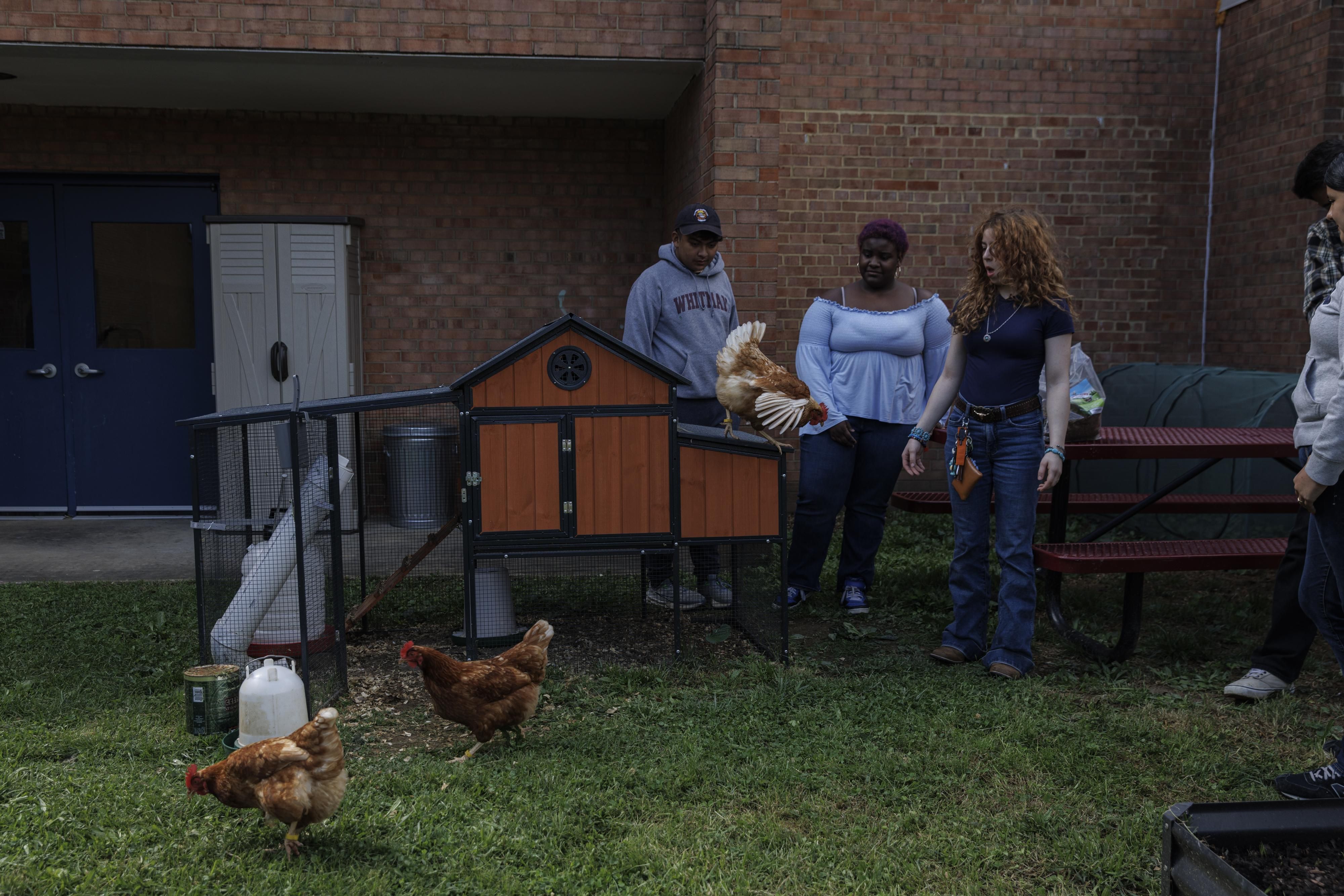Students at Whitman Middle School learn life skills through chicken care