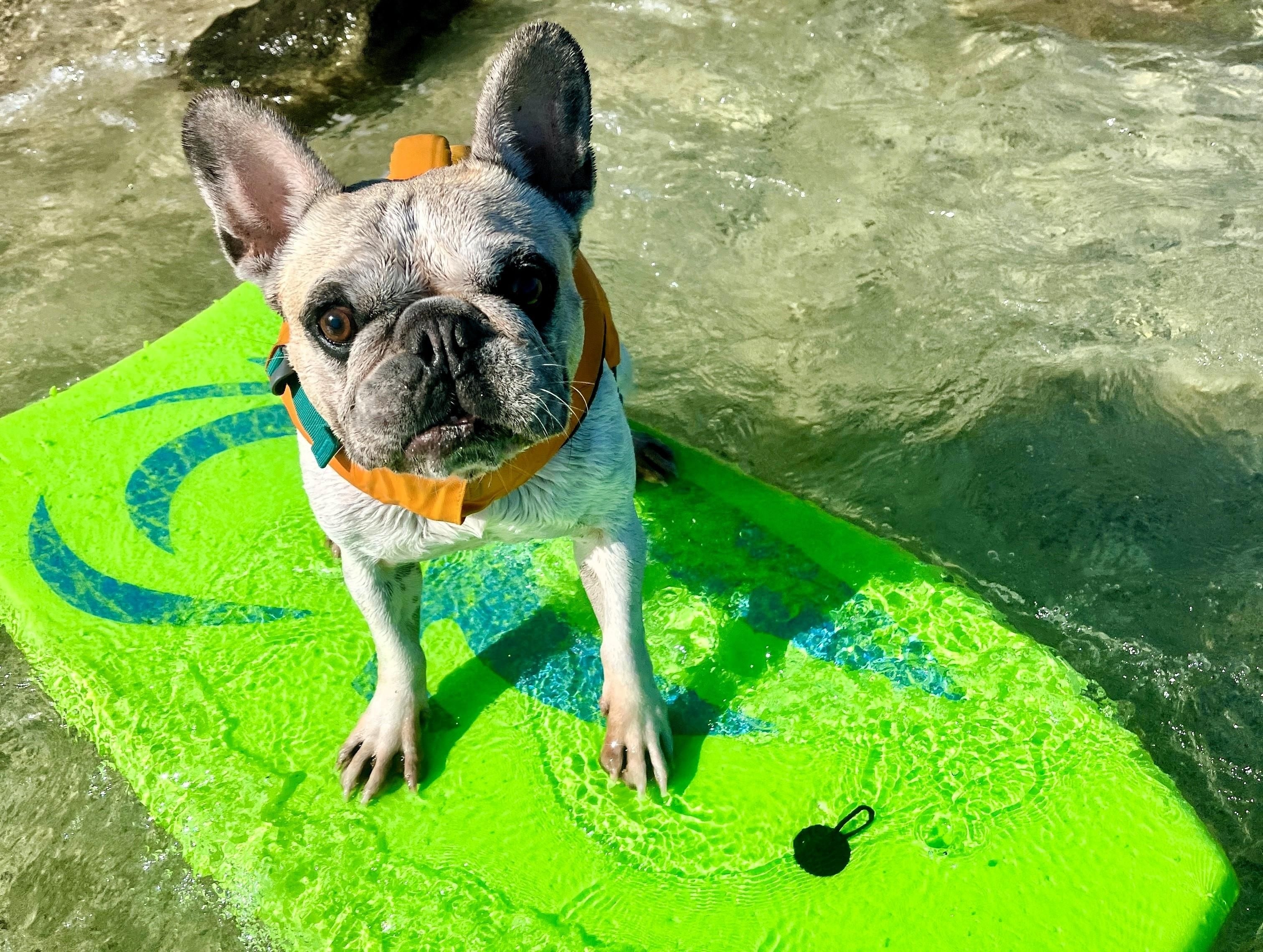 The surfing French bulldog: Dale's journey to the ‘Lilo & Stitch' movie