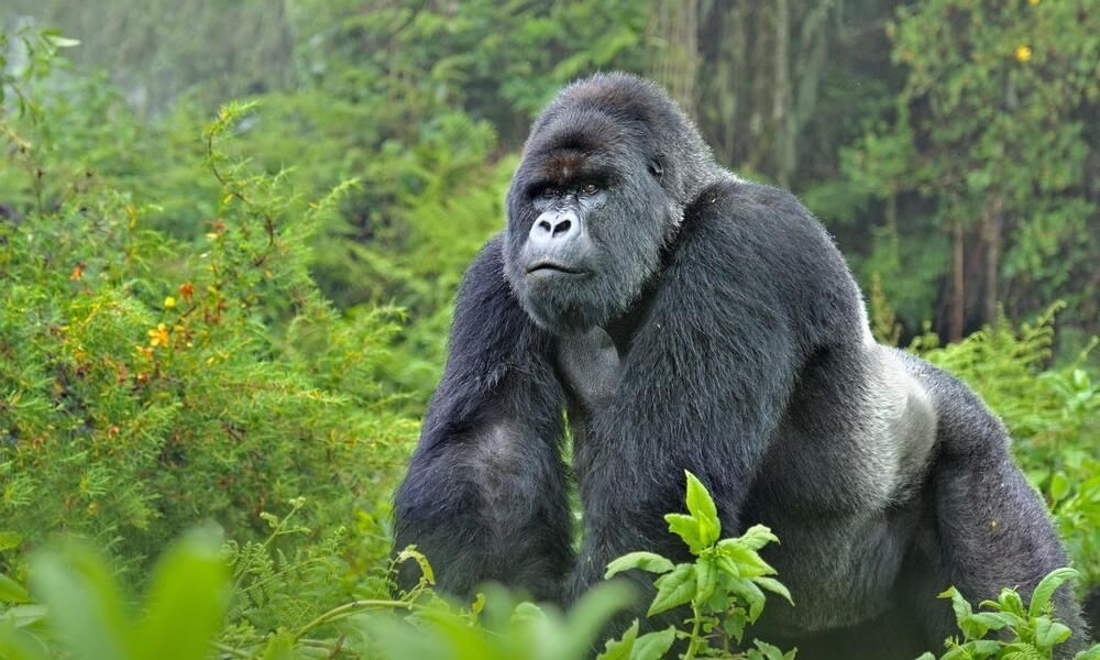 So who would win in a fight between 100 men and 1 gorilla?
