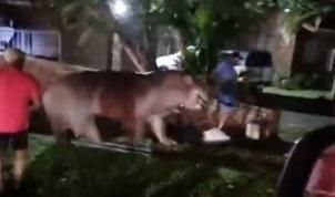 Visitors ignore hippo warnings, face dangerous encounter in St Lucia