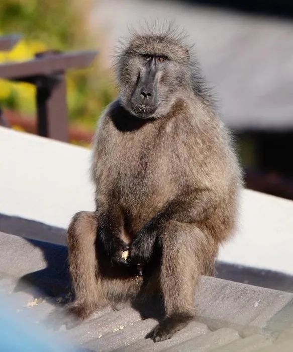 Task team outlines innovative approaches to Baboon management