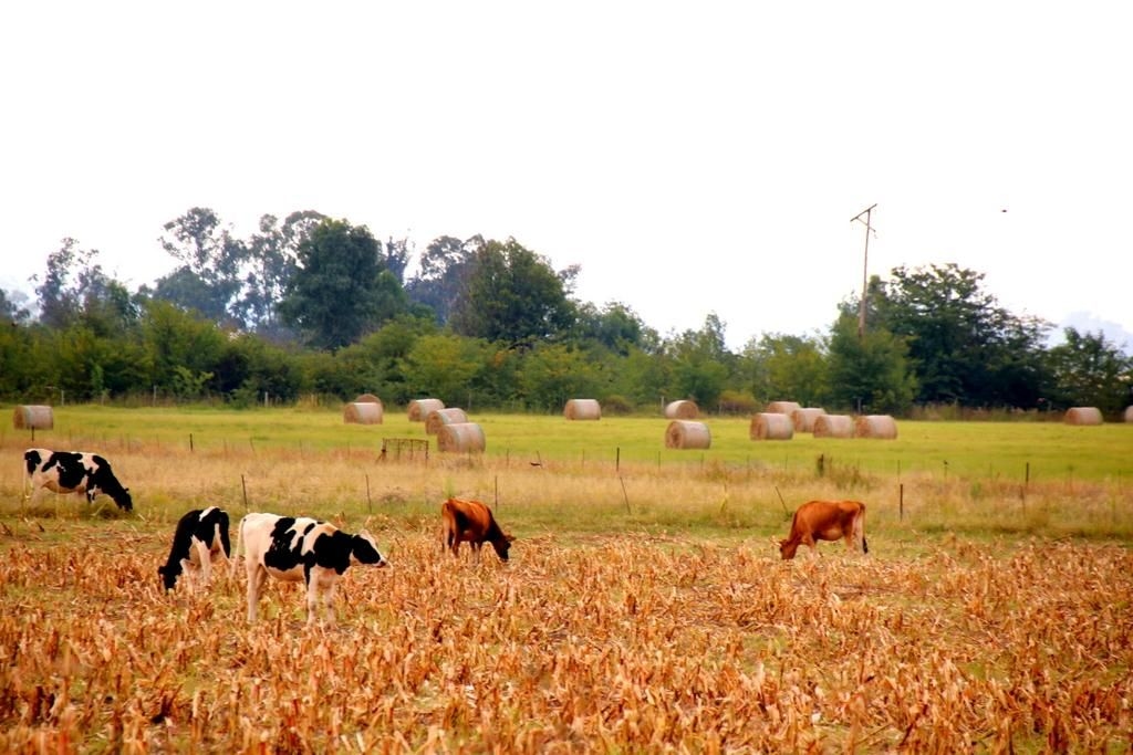 Department held liable for crop damage caused by Working for Water