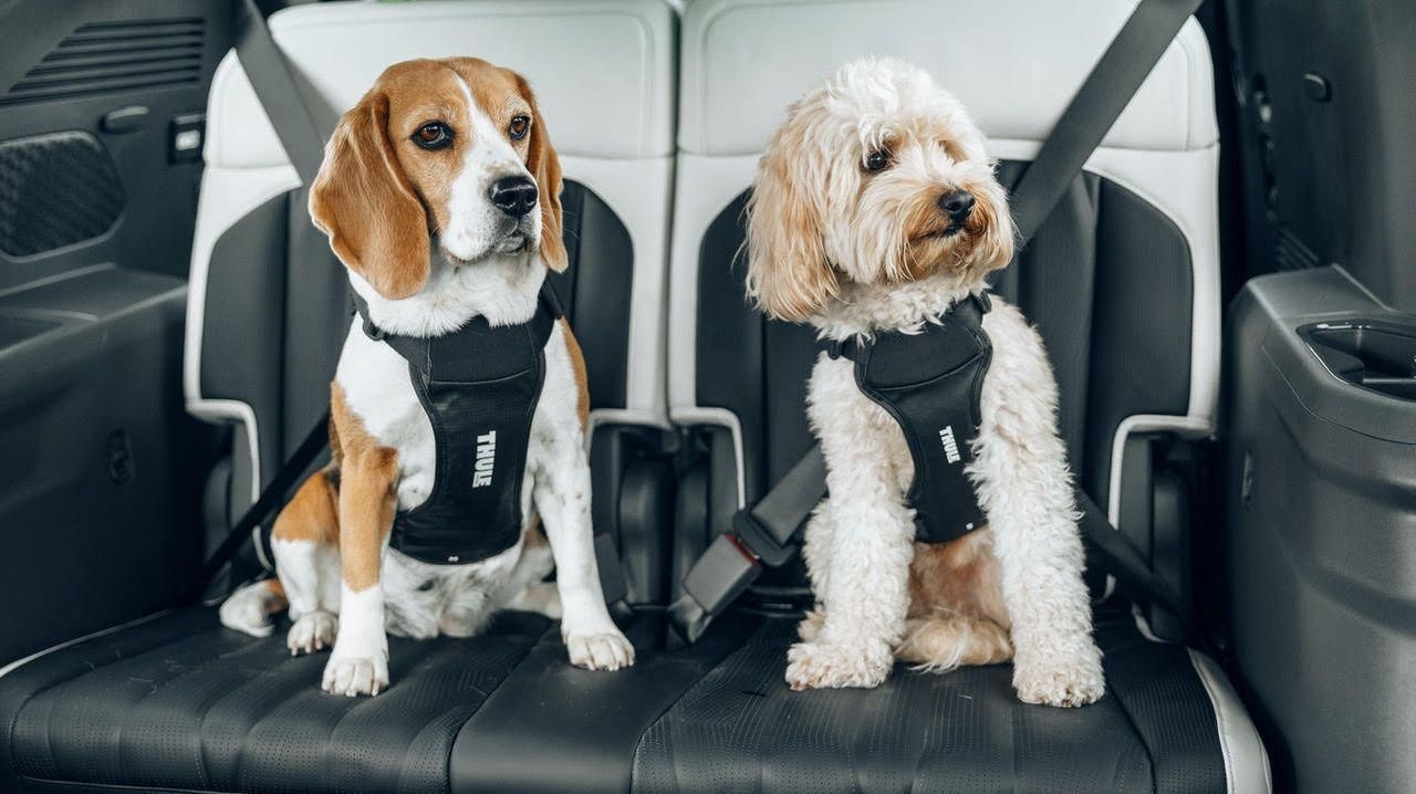New crash-tested dog harness highlights the need to keep our animals safe on the road