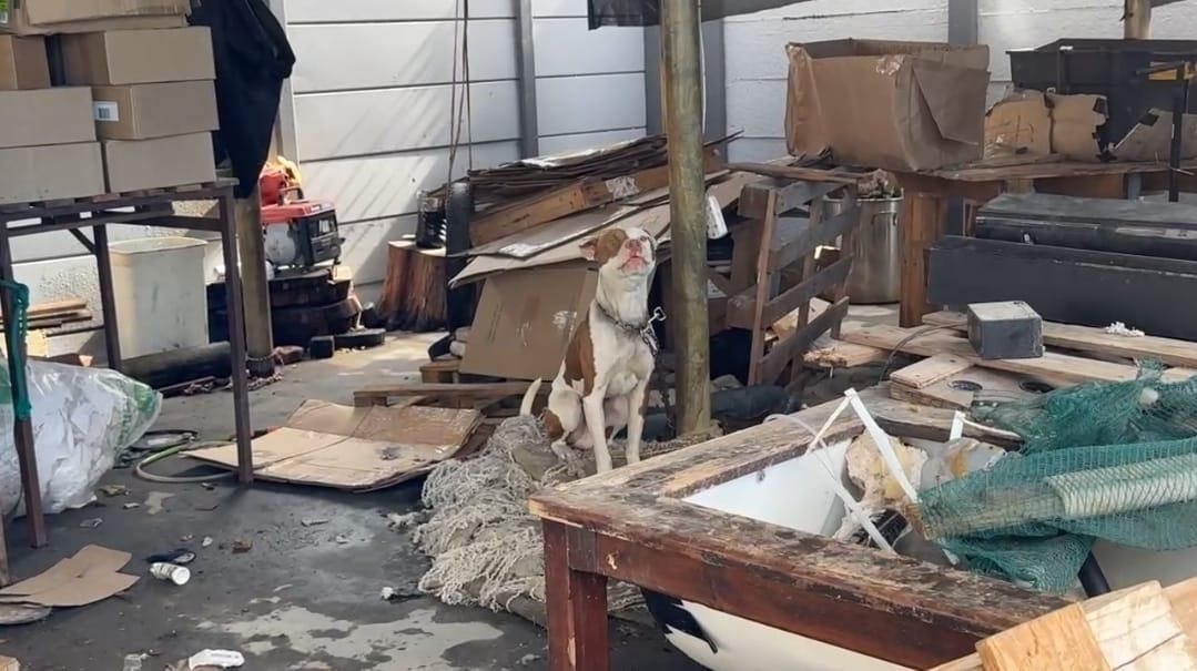 SPCA and Cape Town traffic officers rescue 21 dogs and a cat from neglect