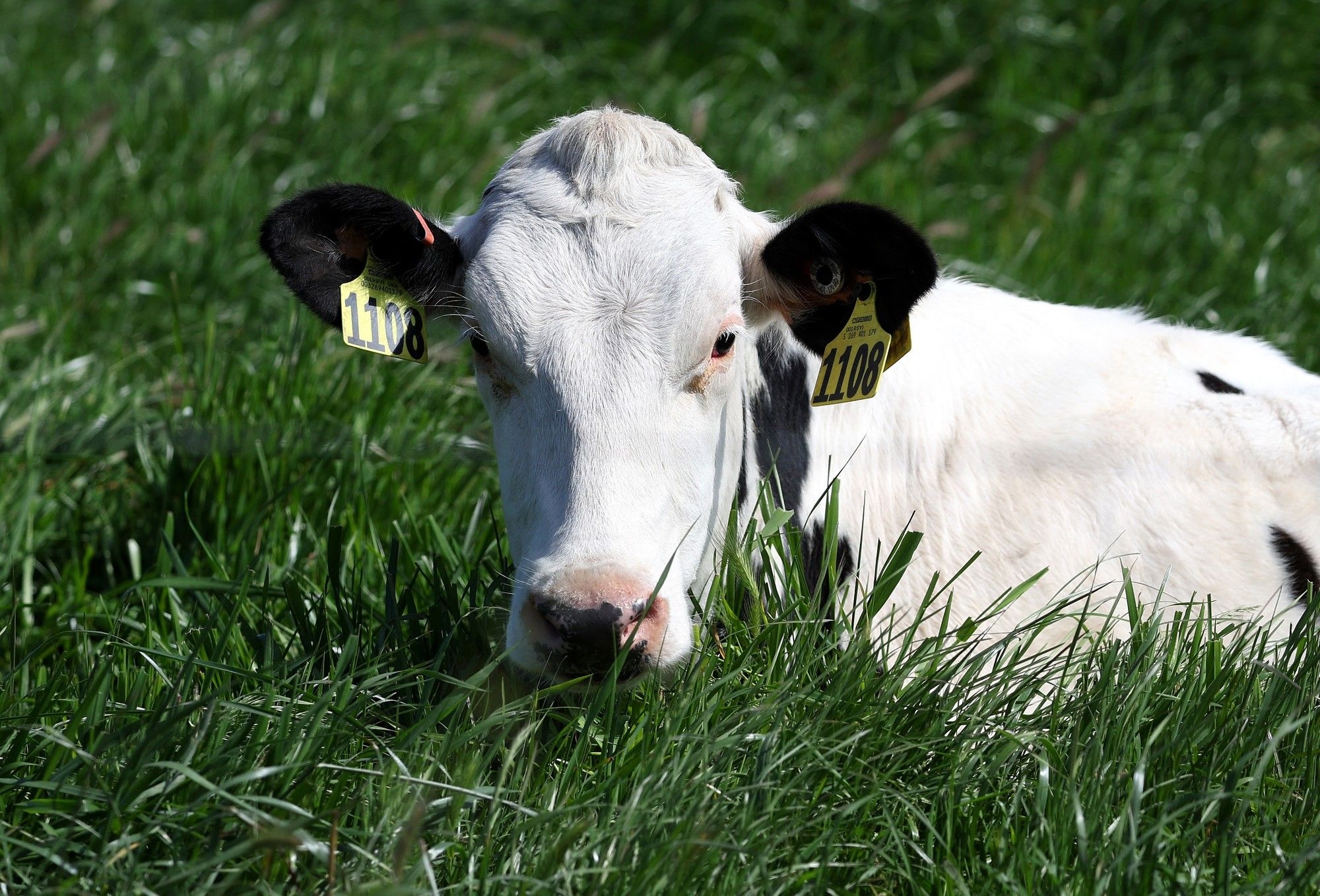 Spead of foot and mouth disease outbreak threatens South Africa's red meat exports