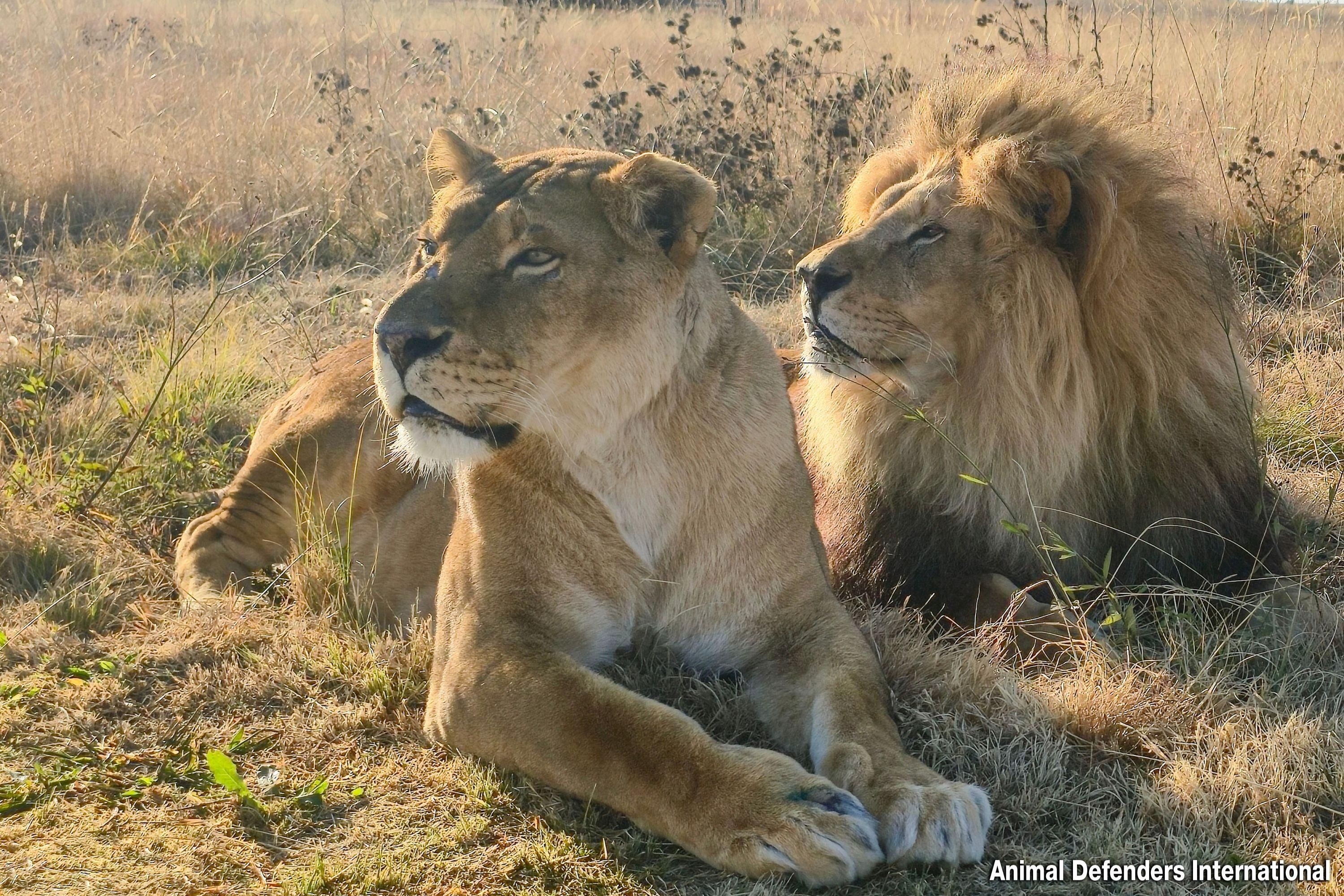 Goliath and Coralie: Rescued circus lions find sanctuary in South Africa