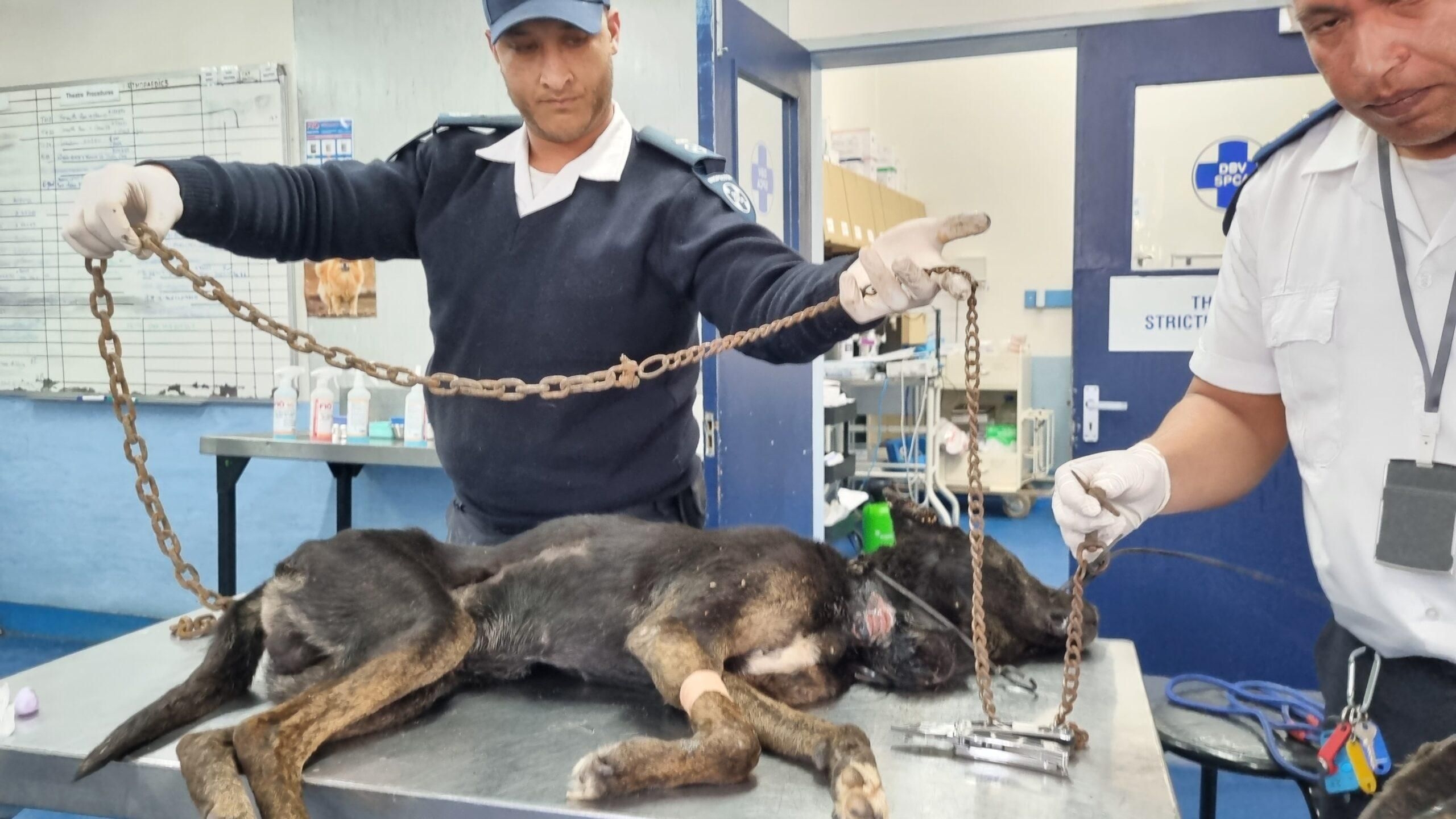 Court bans pensioner from owning animals