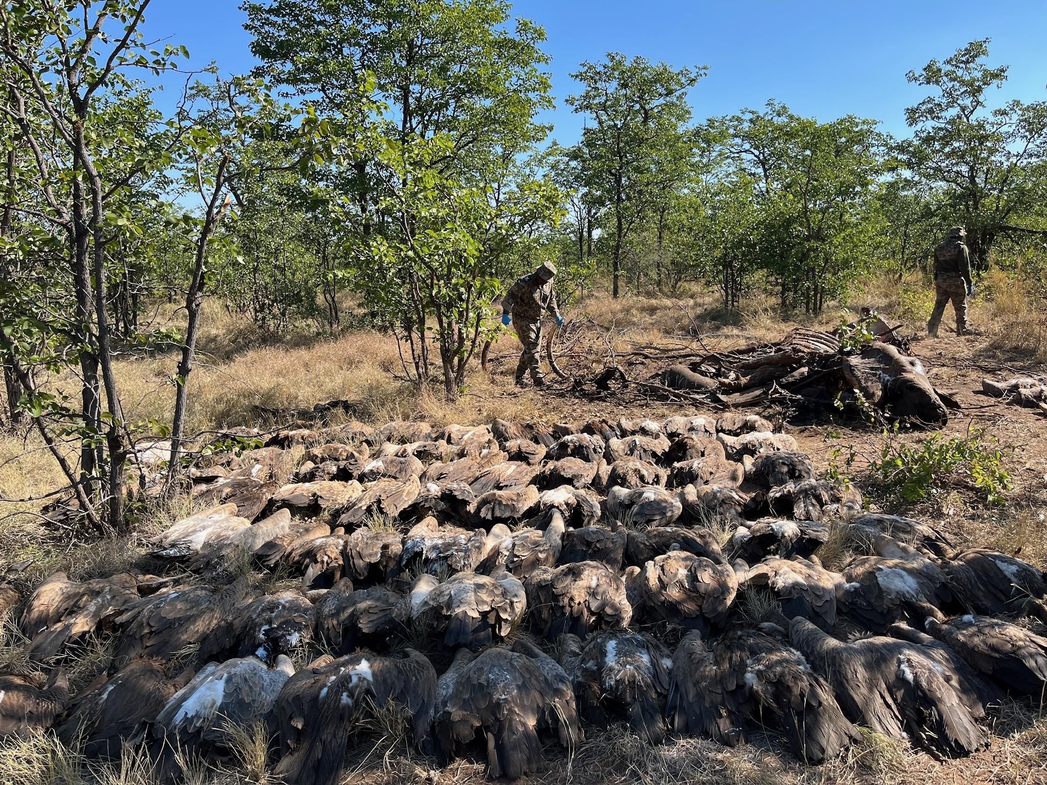 Cloned - New poisoning tactics threaten South Africa's endangered vultures