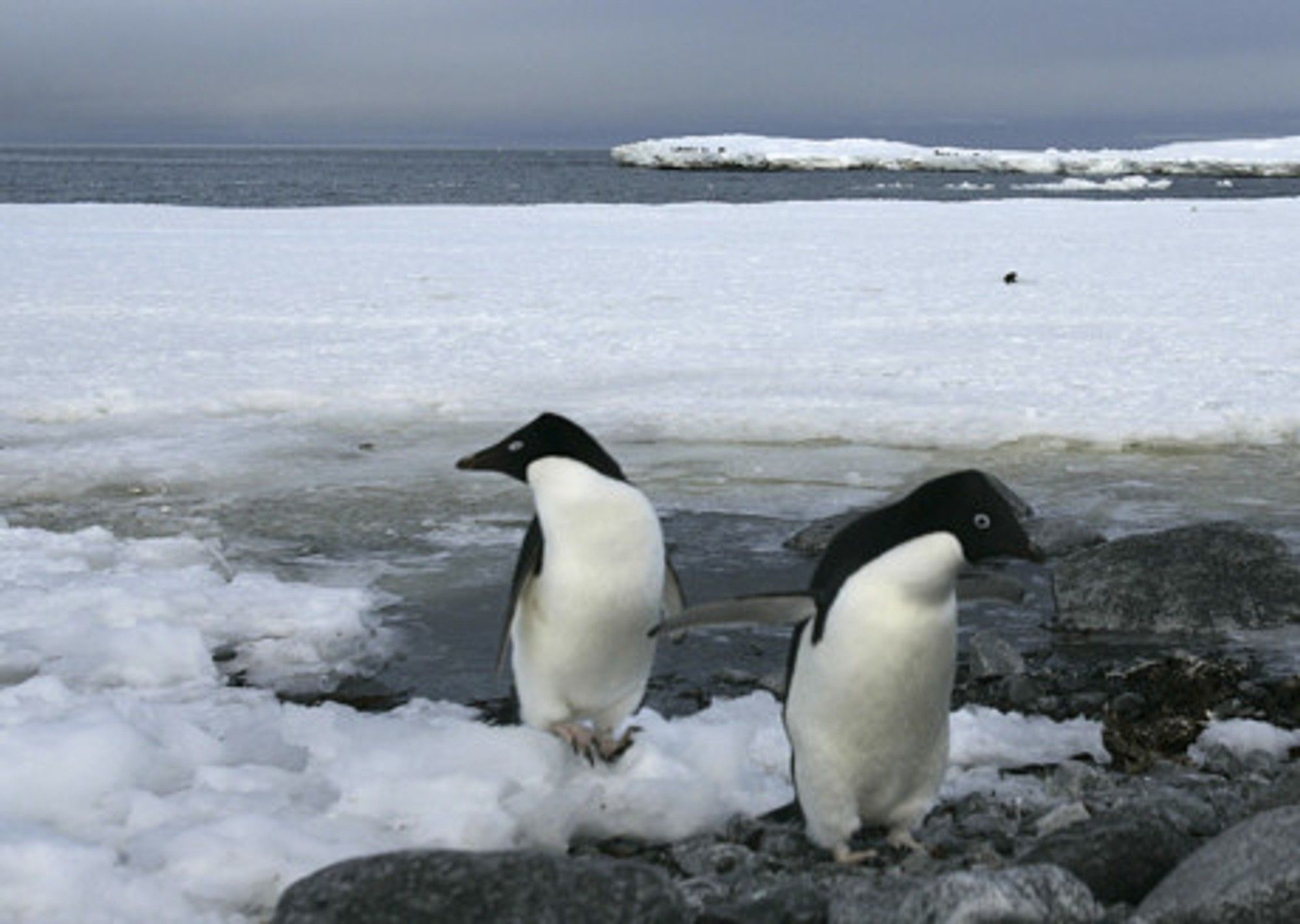 Cloudy with a chance of penguin poo