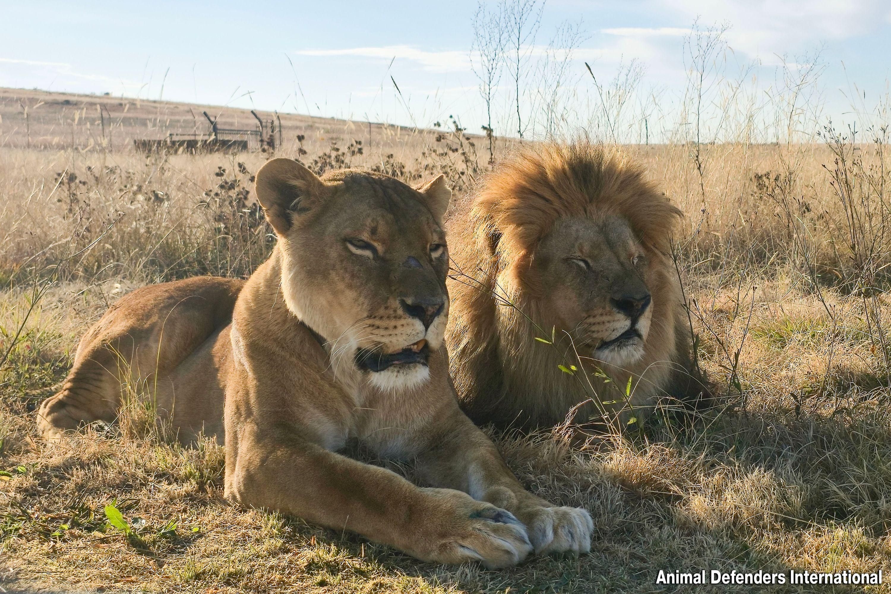 Lions Goliath and Coralie escape circus life to find freedom in South Africa
