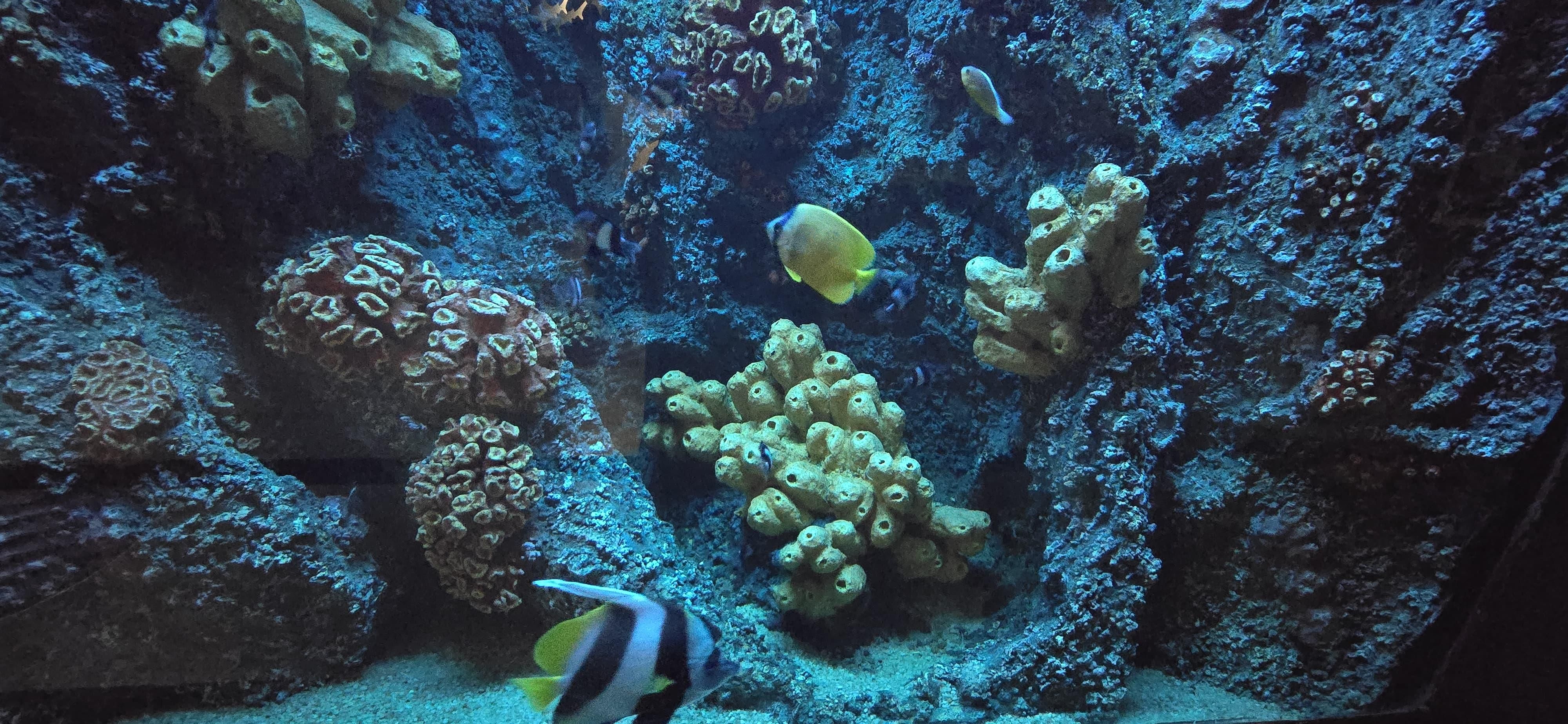 National Zoological Garden enhances marine collection with new arrivals