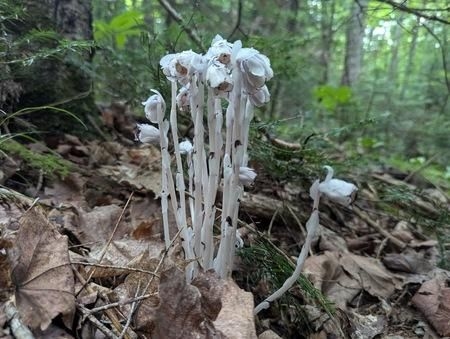 The ghostly white plant that has sparked a war among foragers