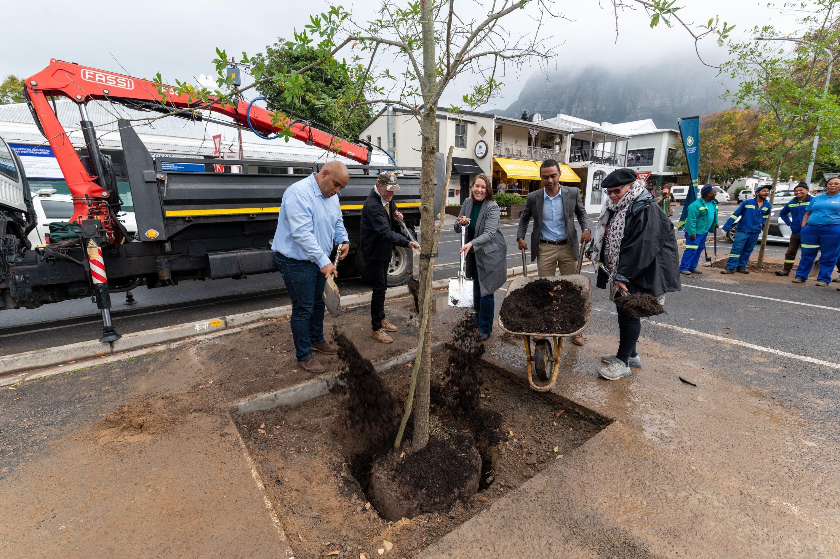 Trees replanted in Newlands amid beetle infestation