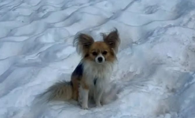 From lapdog to lifesaver - a Chihuahua saves his owner trapped in a glacier