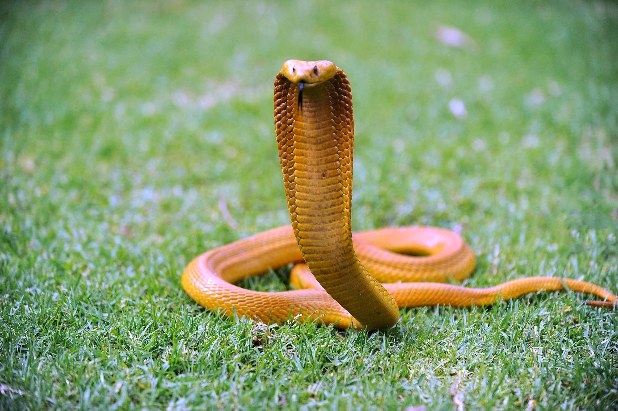 WATCH: Terrifying Cape Cobra encounter in children's bedroom