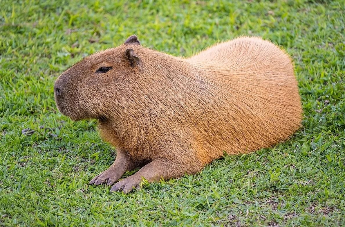 Fugitive capybara caught by zoo after two months on run