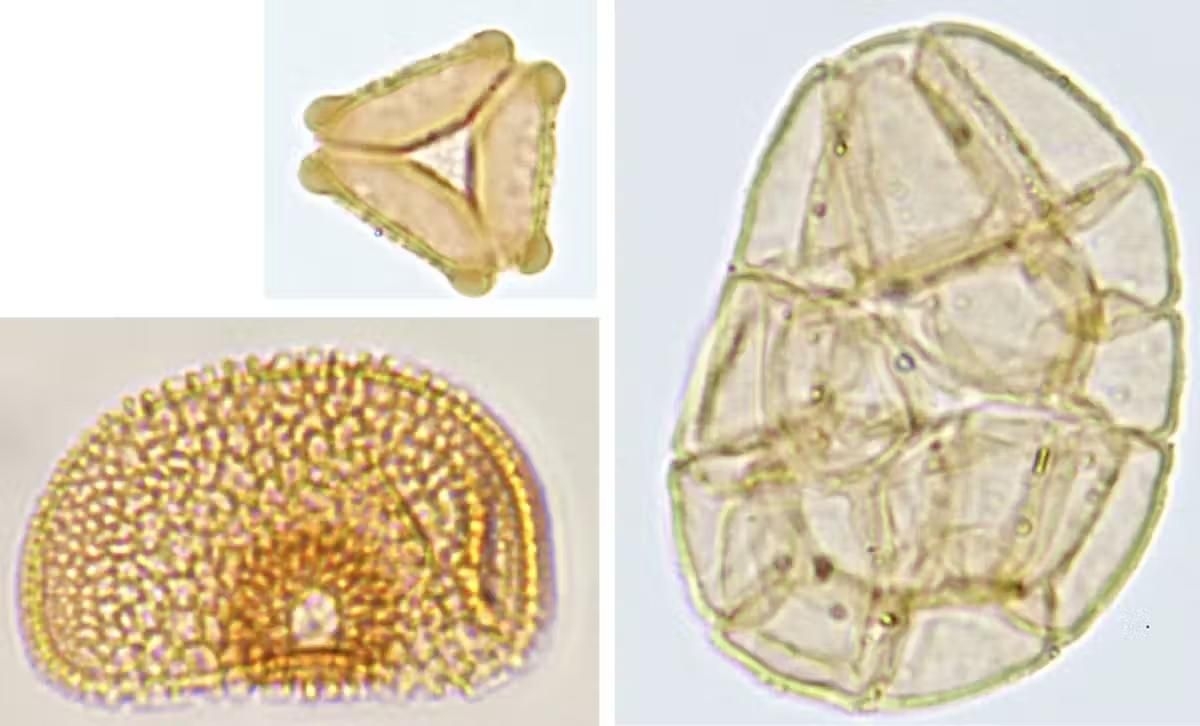 Ancient pollen unlocks secrets of earth's past – from dinosaur extinction to Mayan collapse