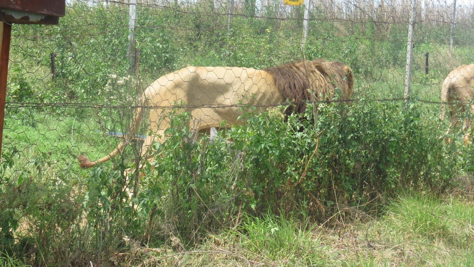 Urgent reforms needed in South Africa's captive lion industry following cruelty conviction
