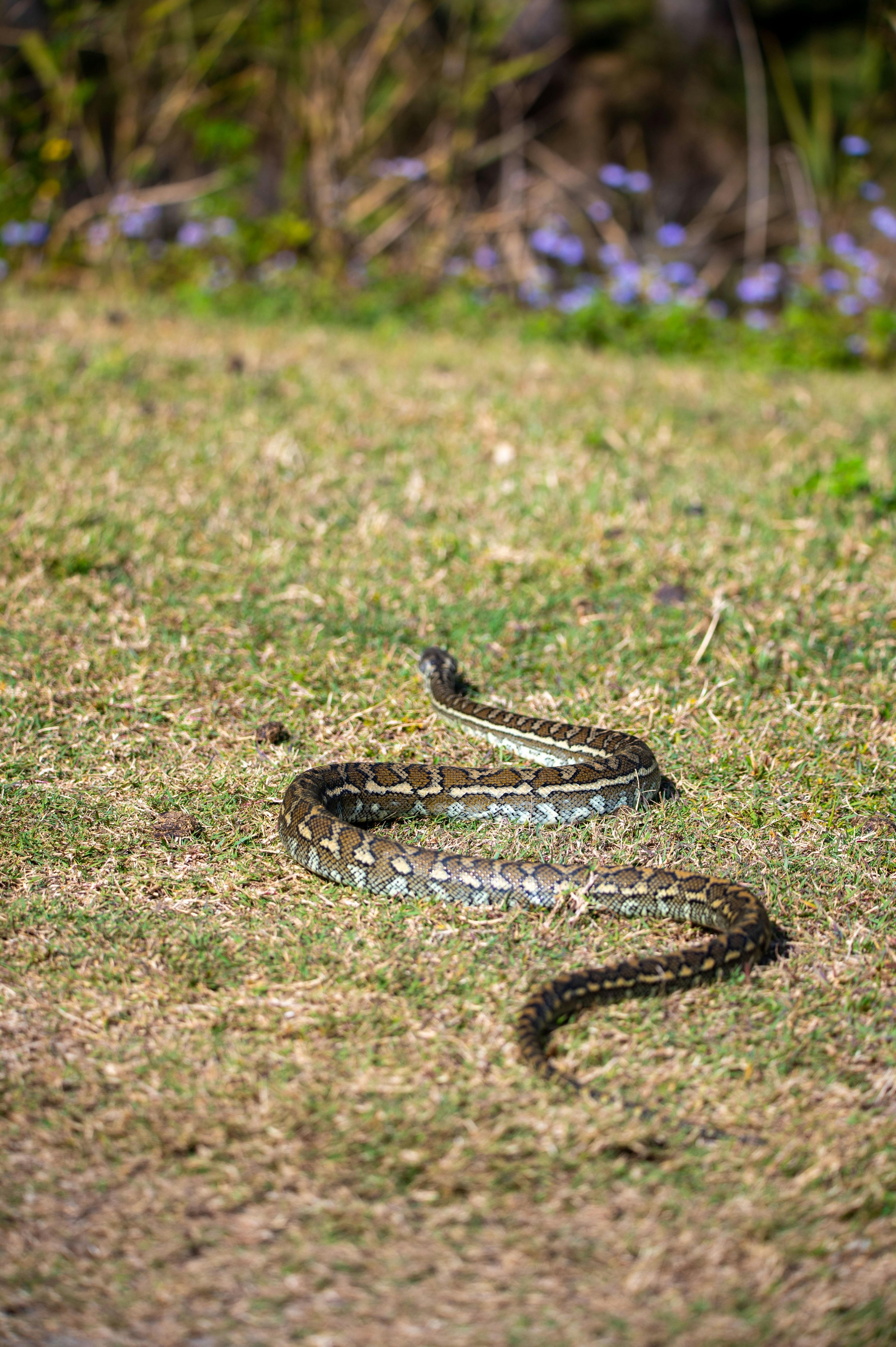 WATCH: Gardener's daring snake encounter captivates millions on TikTok