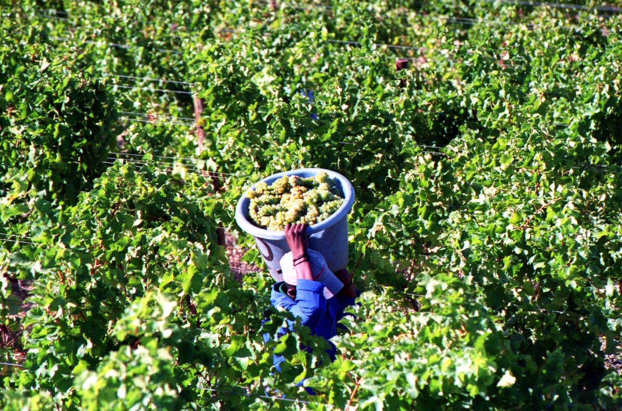 South African grape industry fears US tariffs could undermine export gains