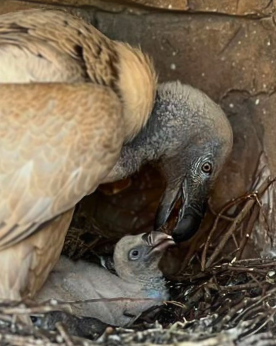20 vulture chicks hatch at Shamwari Game Reserve, marking a significant conservation milestone