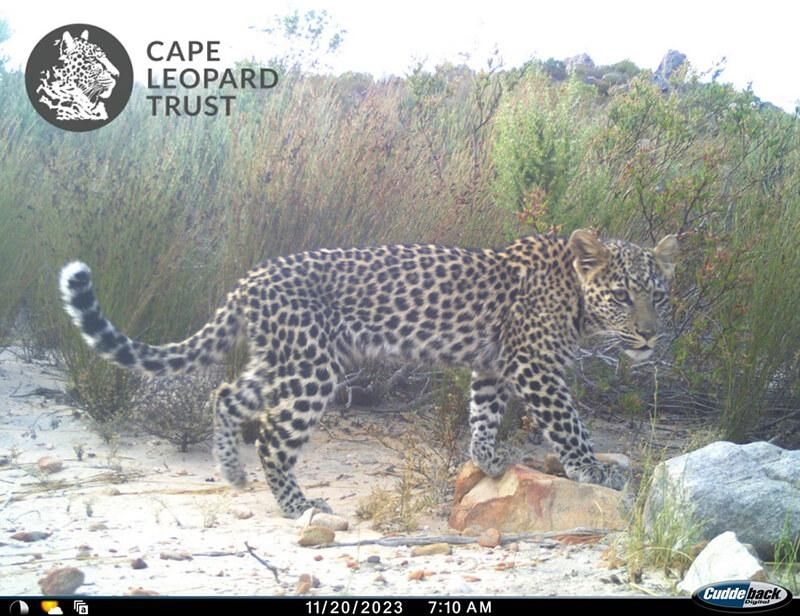 Cederberg wildlife survey reveals insights into leopard populations