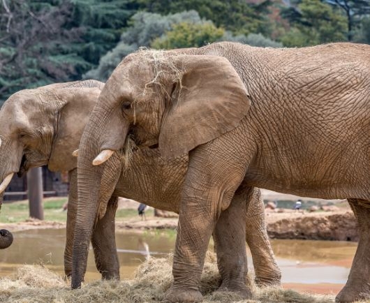 A life behind bars: The silent suffering of South Africa's zoo animals