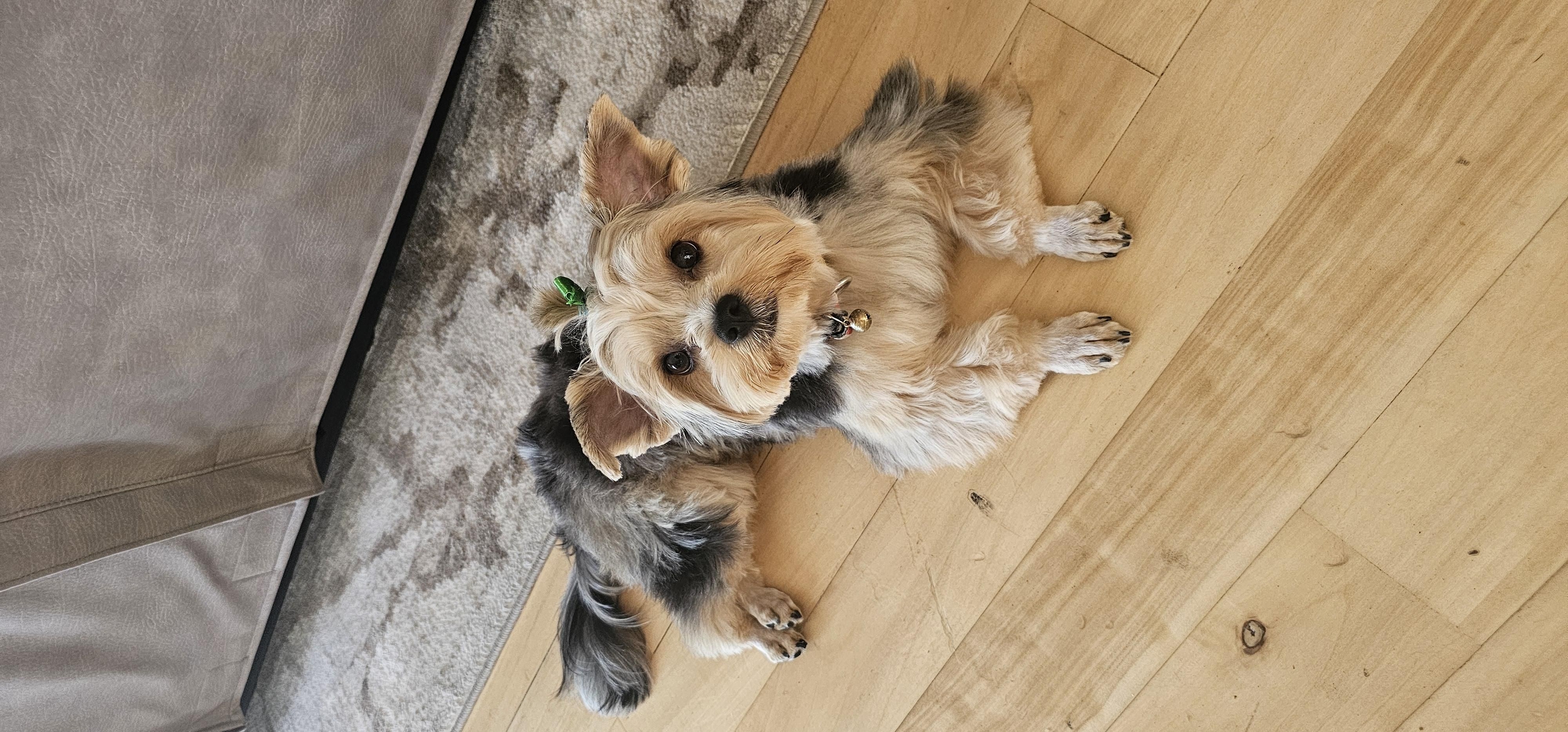 'My cute little poochie'