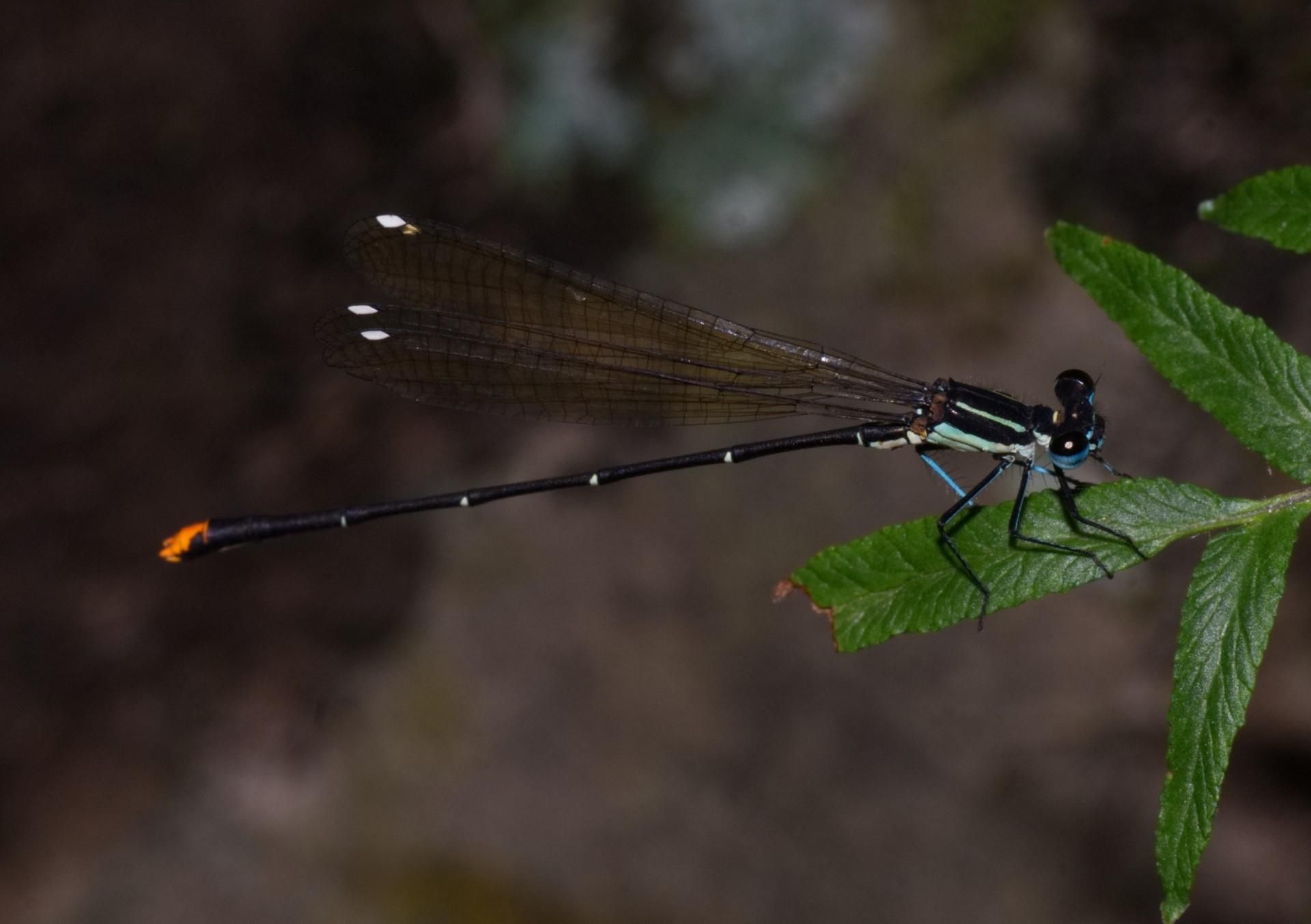 Why dragonflies are essential for freshwater ecosystem conservation