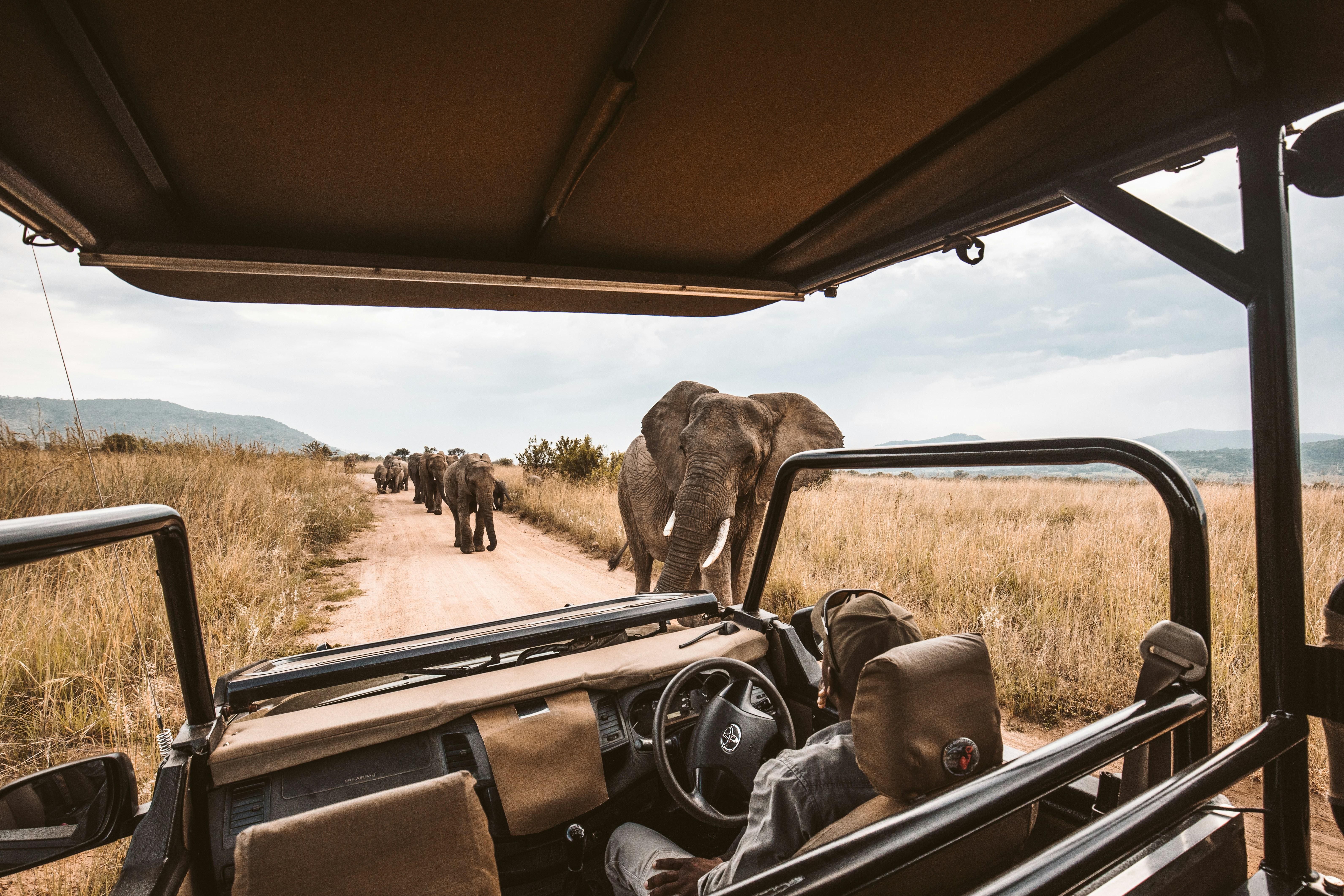 7 reasons to experience a South African safari for a roaring winter adventure
