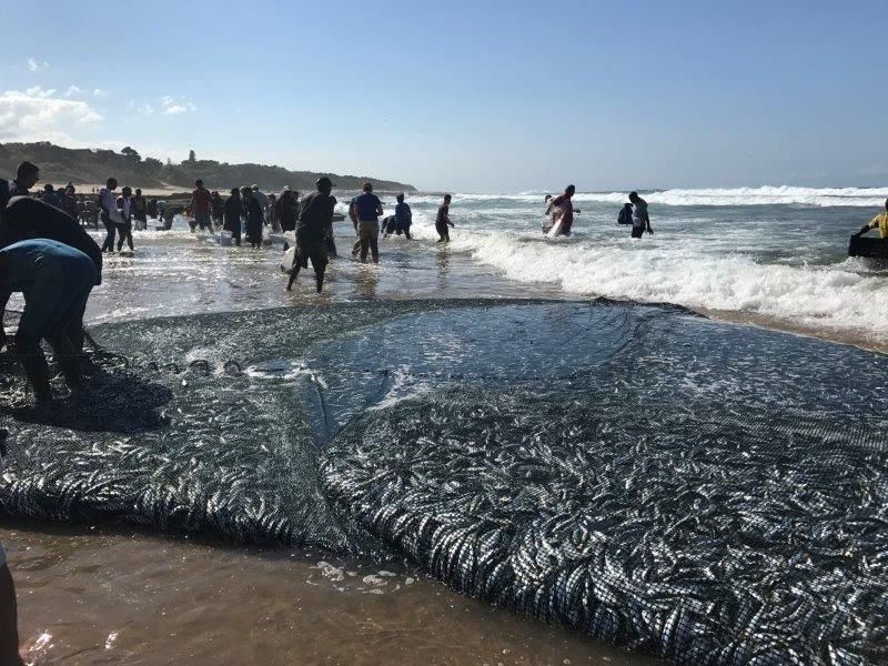 Sardine fever hits KwaZulu-Natal: Swimming banned at southern beaches