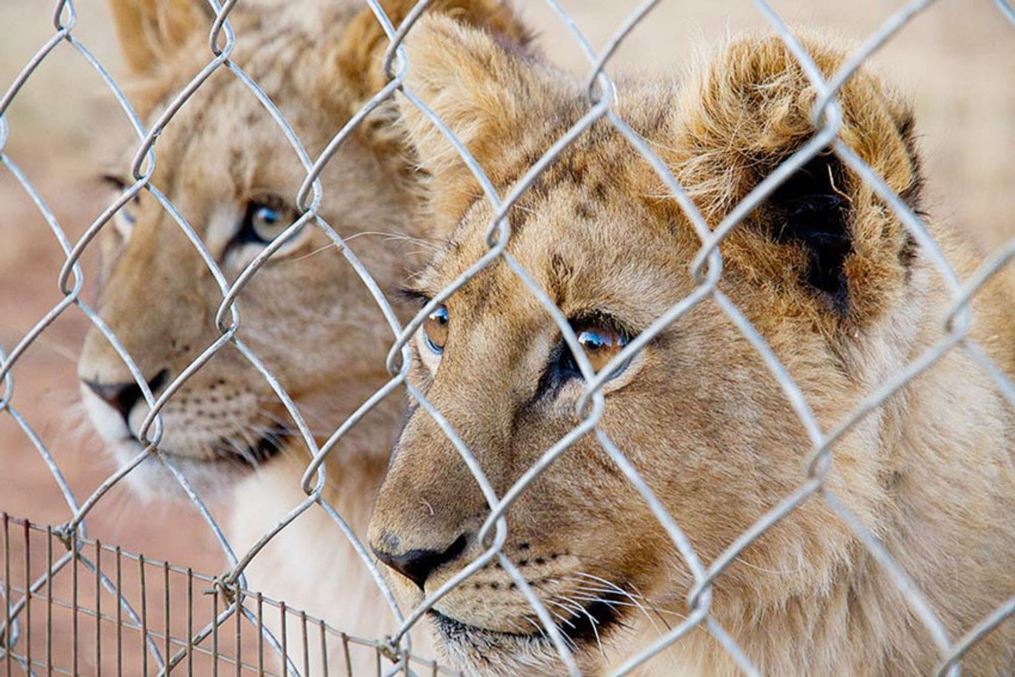 NSPCA advocates for specialised courts to expedite wildlife cases