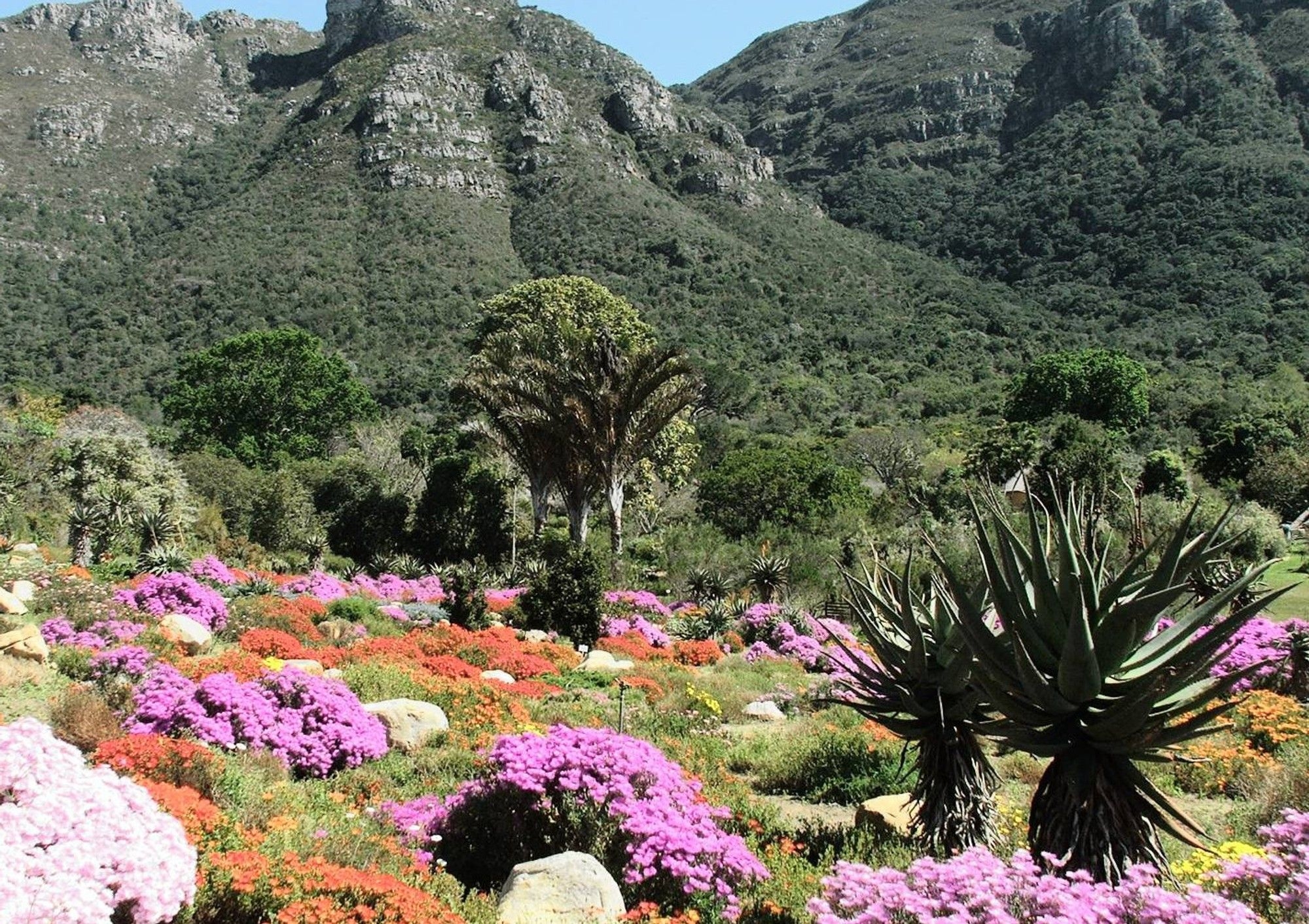 Kirstenbosch National Botanical Garden named among the world's top gardens
