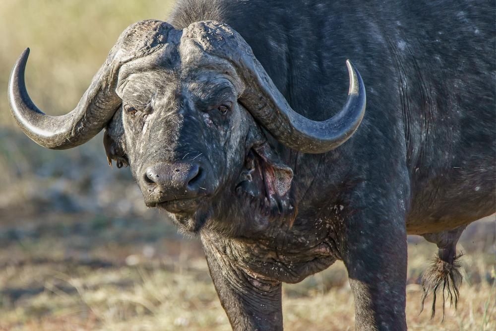 US millionaire gored to death by buffalo he was hunting in Limpopo