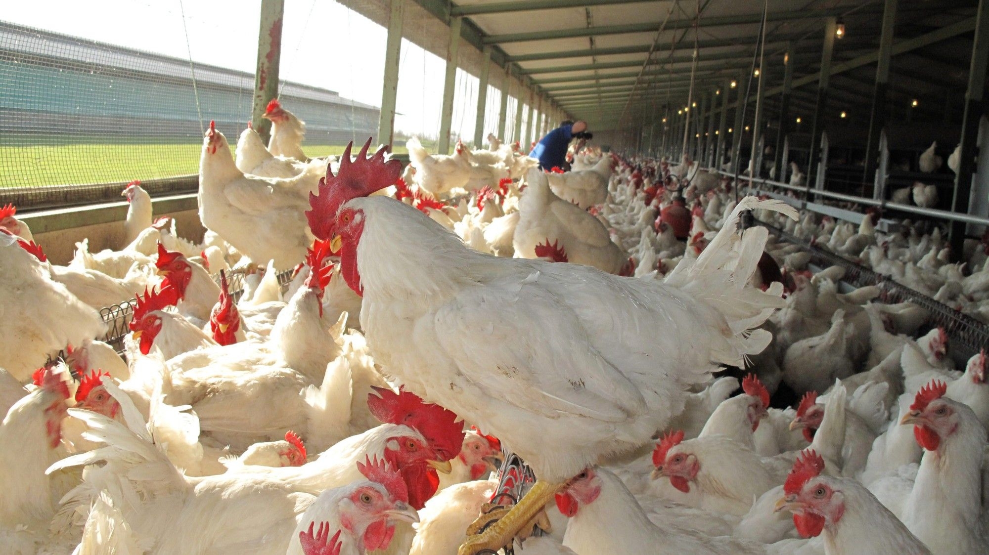 South Africa faces poultry supply concerns amid Brazilian import ban