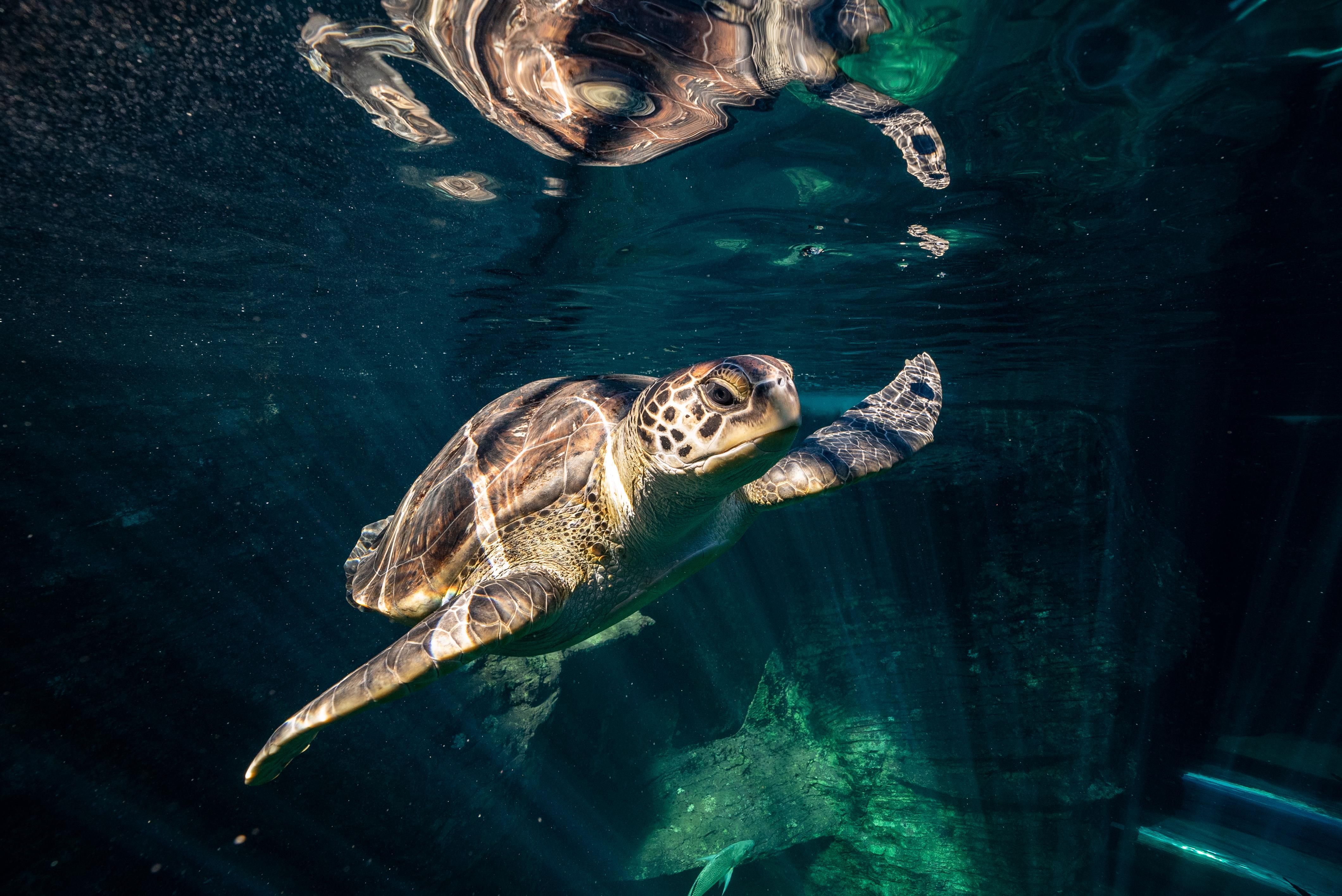 Join the Trash Bash: beach clean-up for World Turtle Day