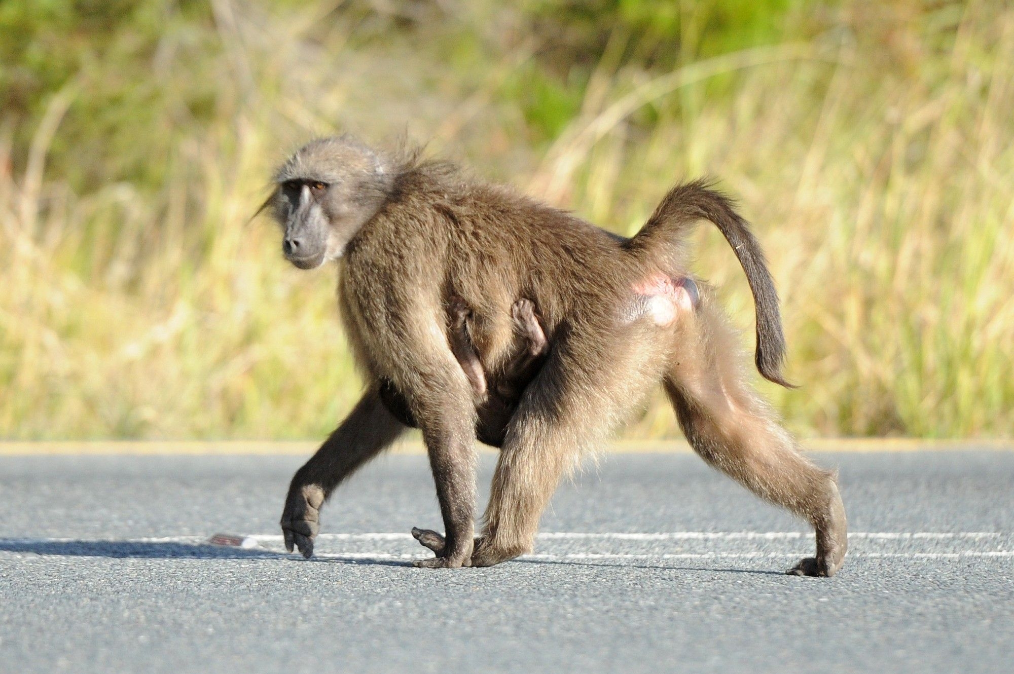 Outrage over baboon removal plan: Activists voice concerns