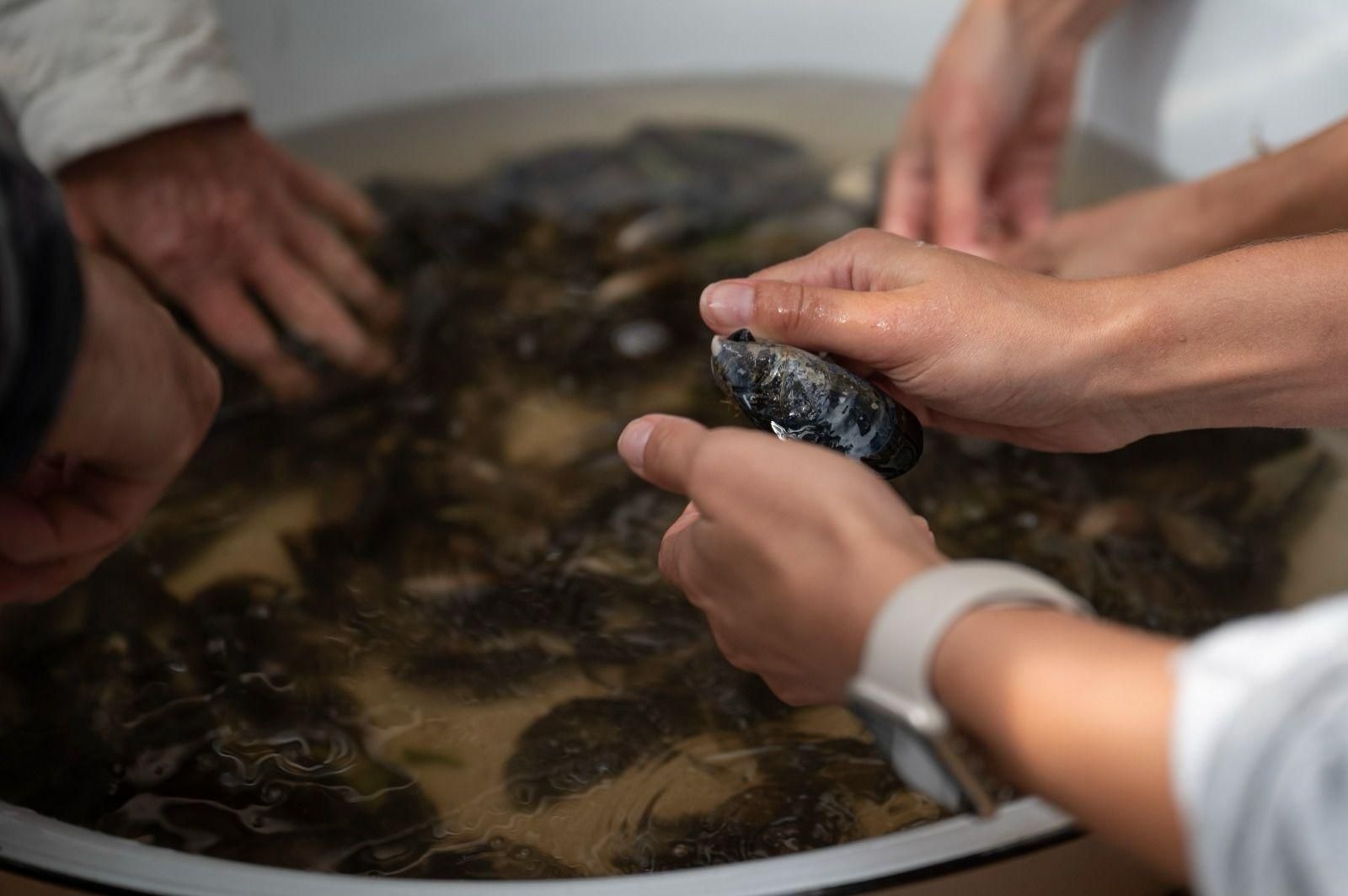 Hout Bay's mussels reveal hidden pollution crisis