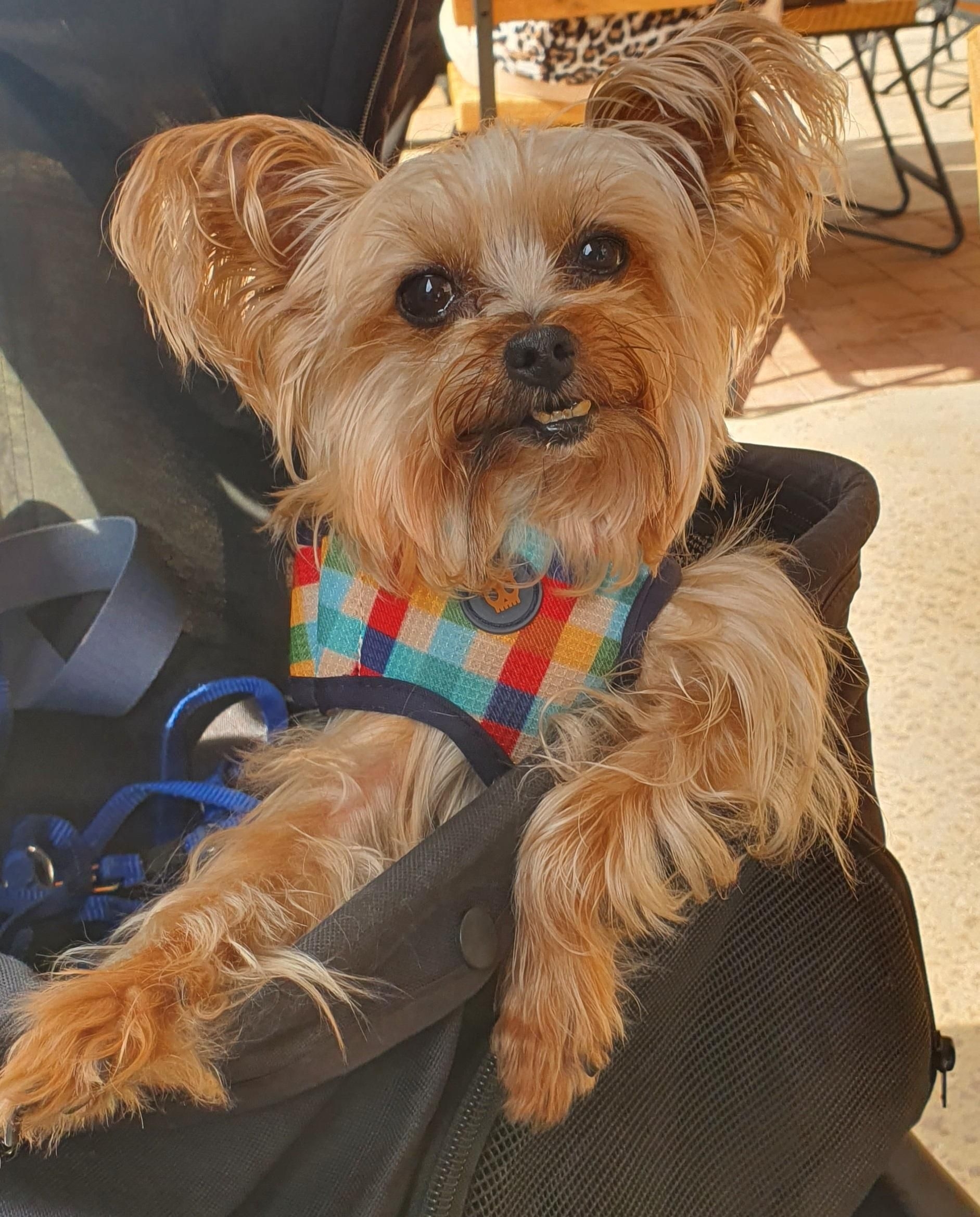 Louis-Harvey loves his food and visits to market