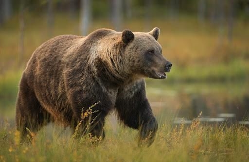 Slovakia allows culled bears to end up on plates