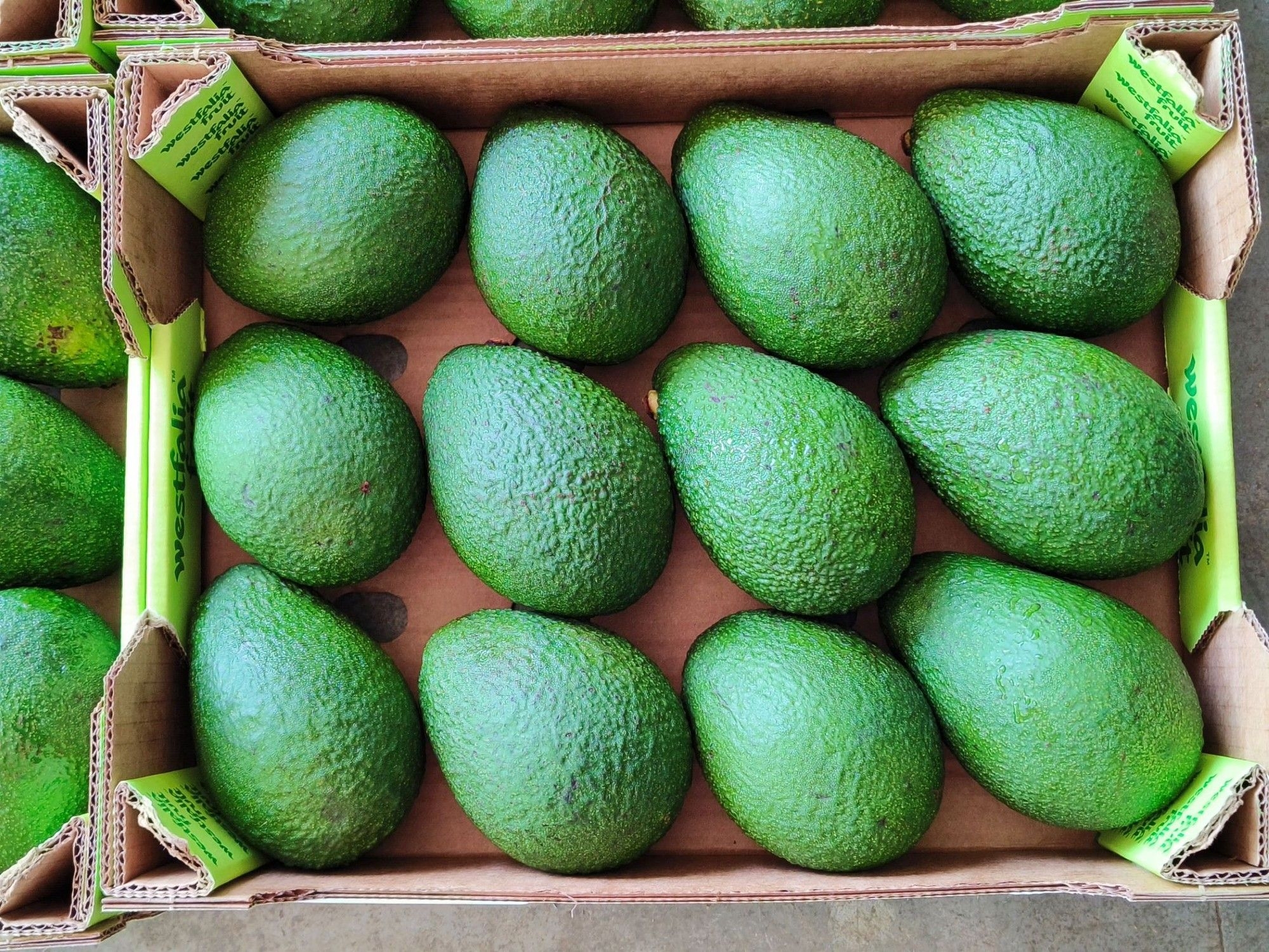 South Africa's avocado industry makes waves with first shipment to China