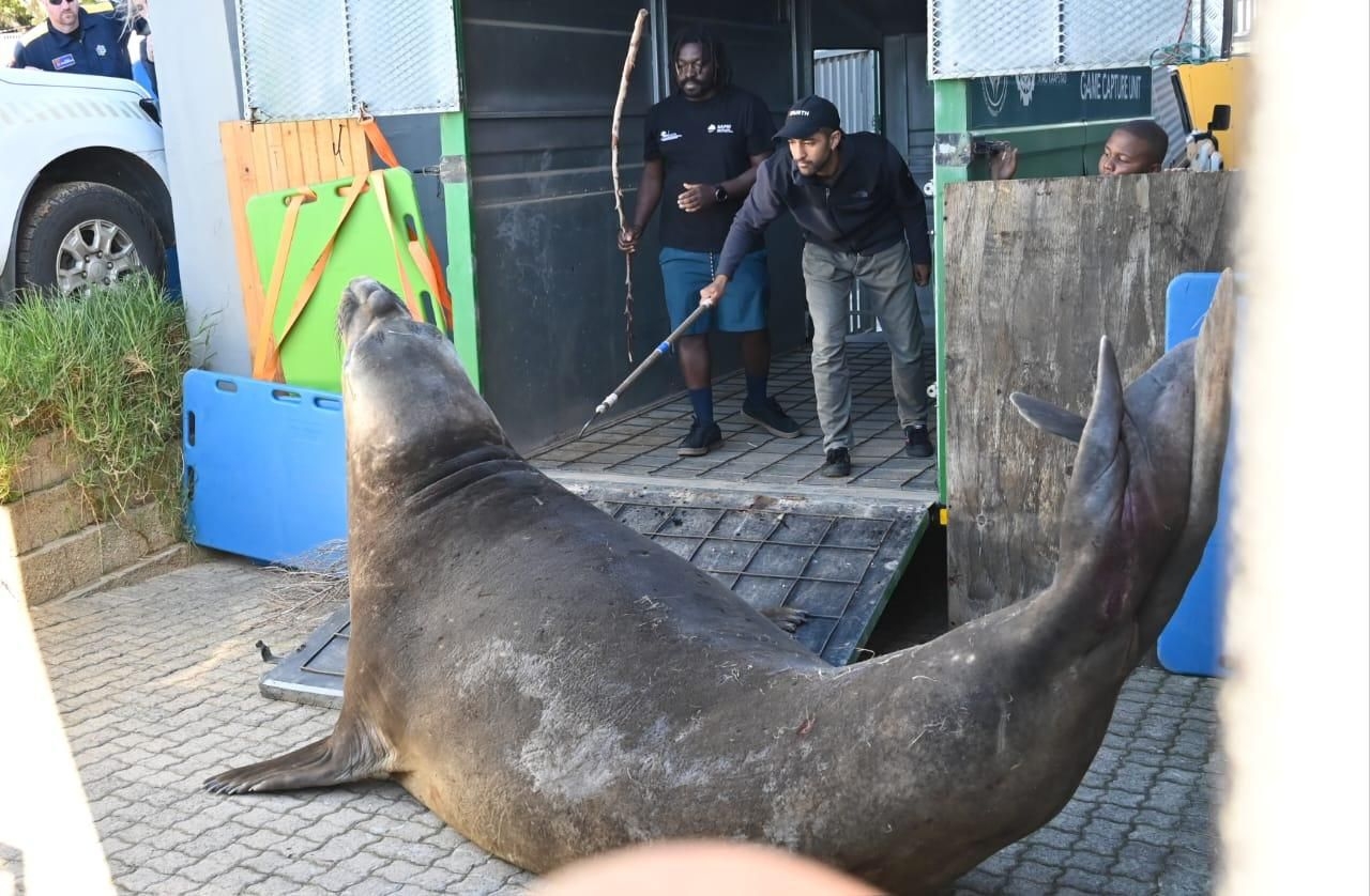 LOOK: Seal Ya Later, Cape Town! Southern elephant seal safely back at sea after Gordon's Bay 'stroll'
