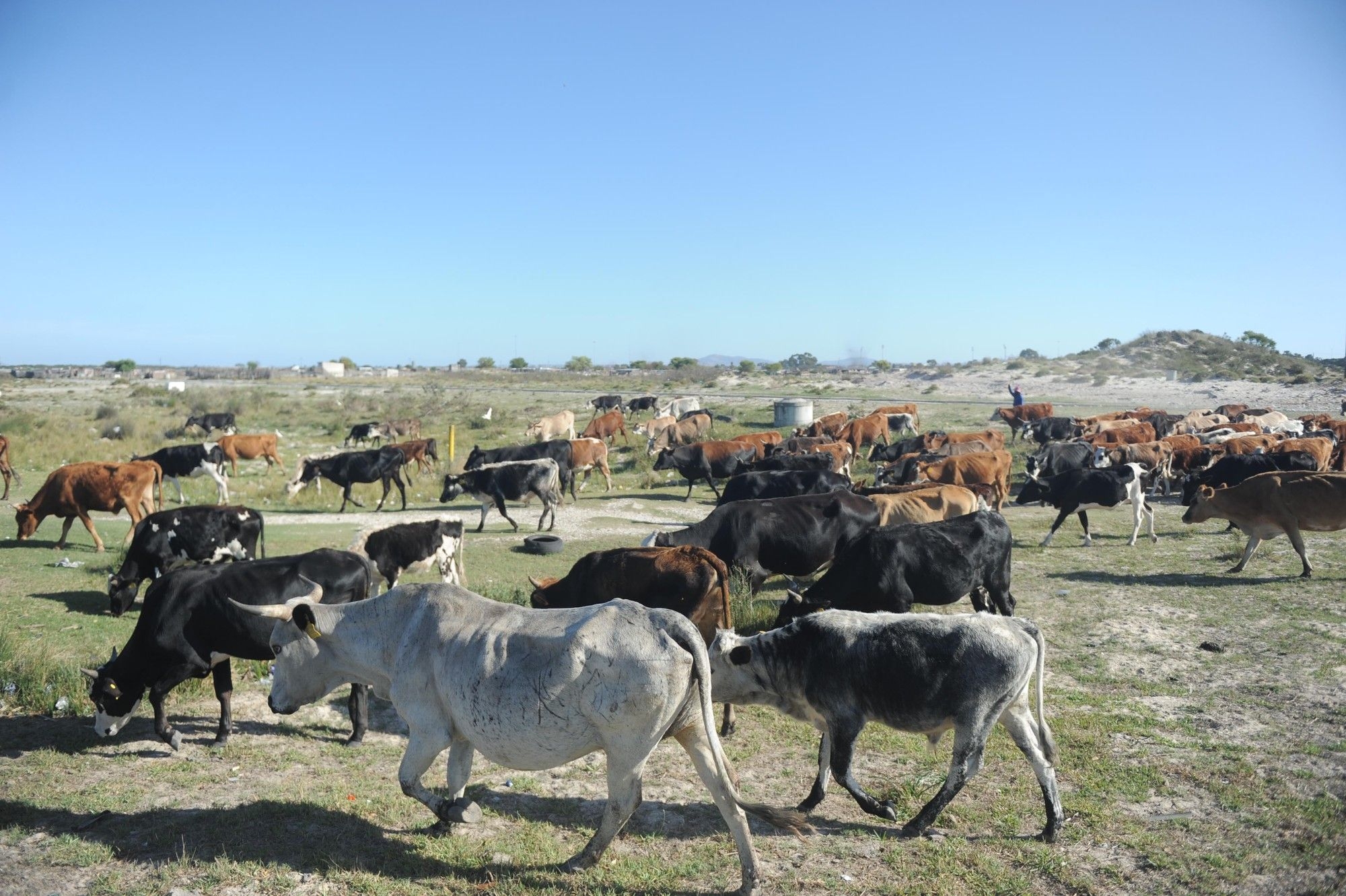 KZN foot-and-mouth disease outbreak persists while progress made in Eastern Cape, Limpopo