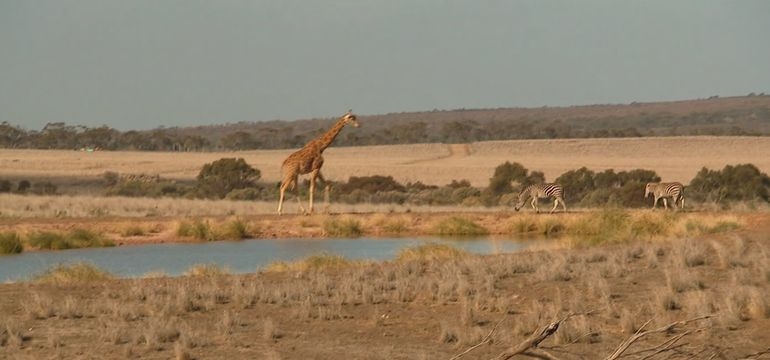 Out of Africa in Australia: The world's largest safari experience outside of Africa