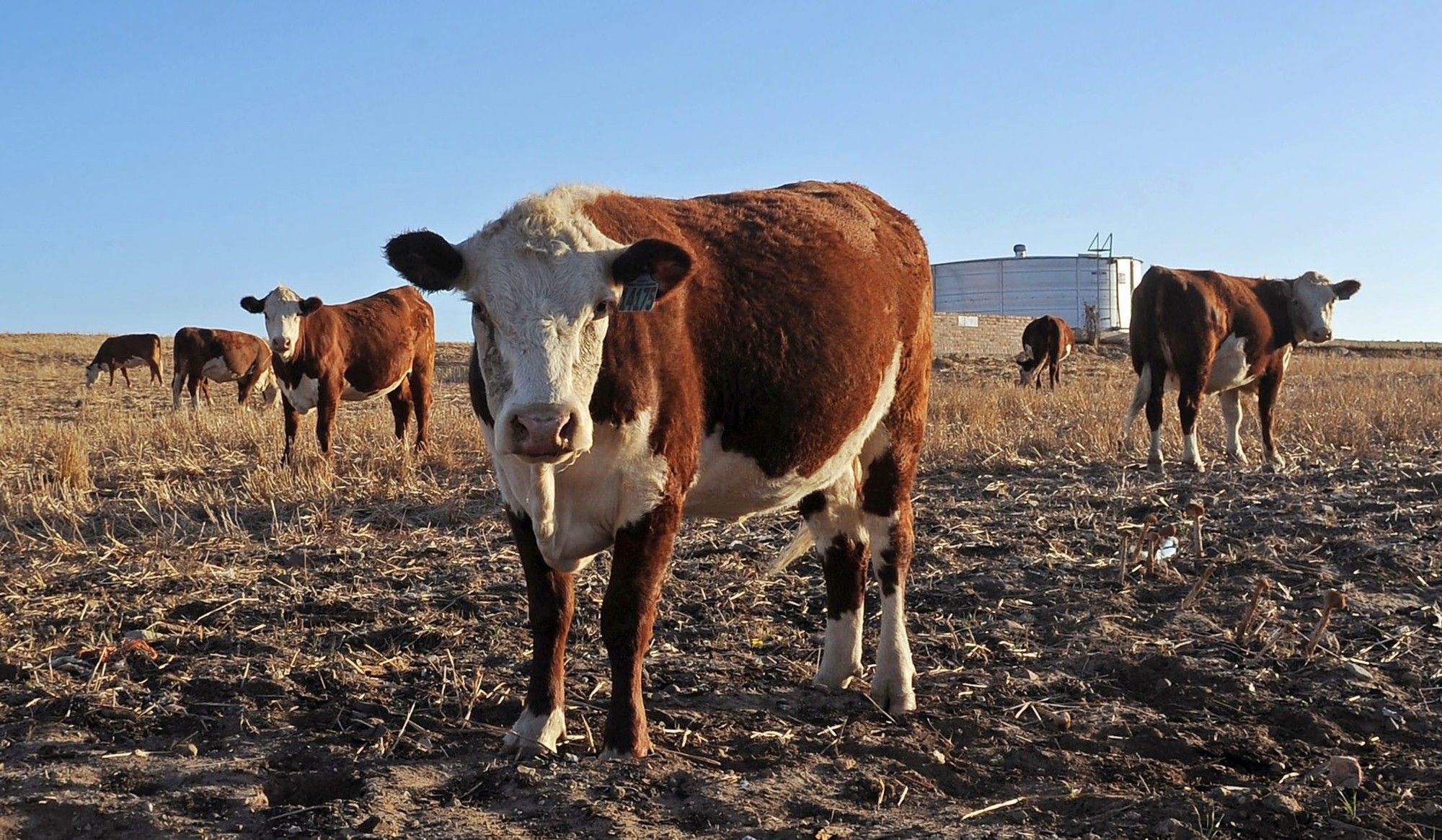 Corruption and crime: A recipe for food insecurity in South Africa