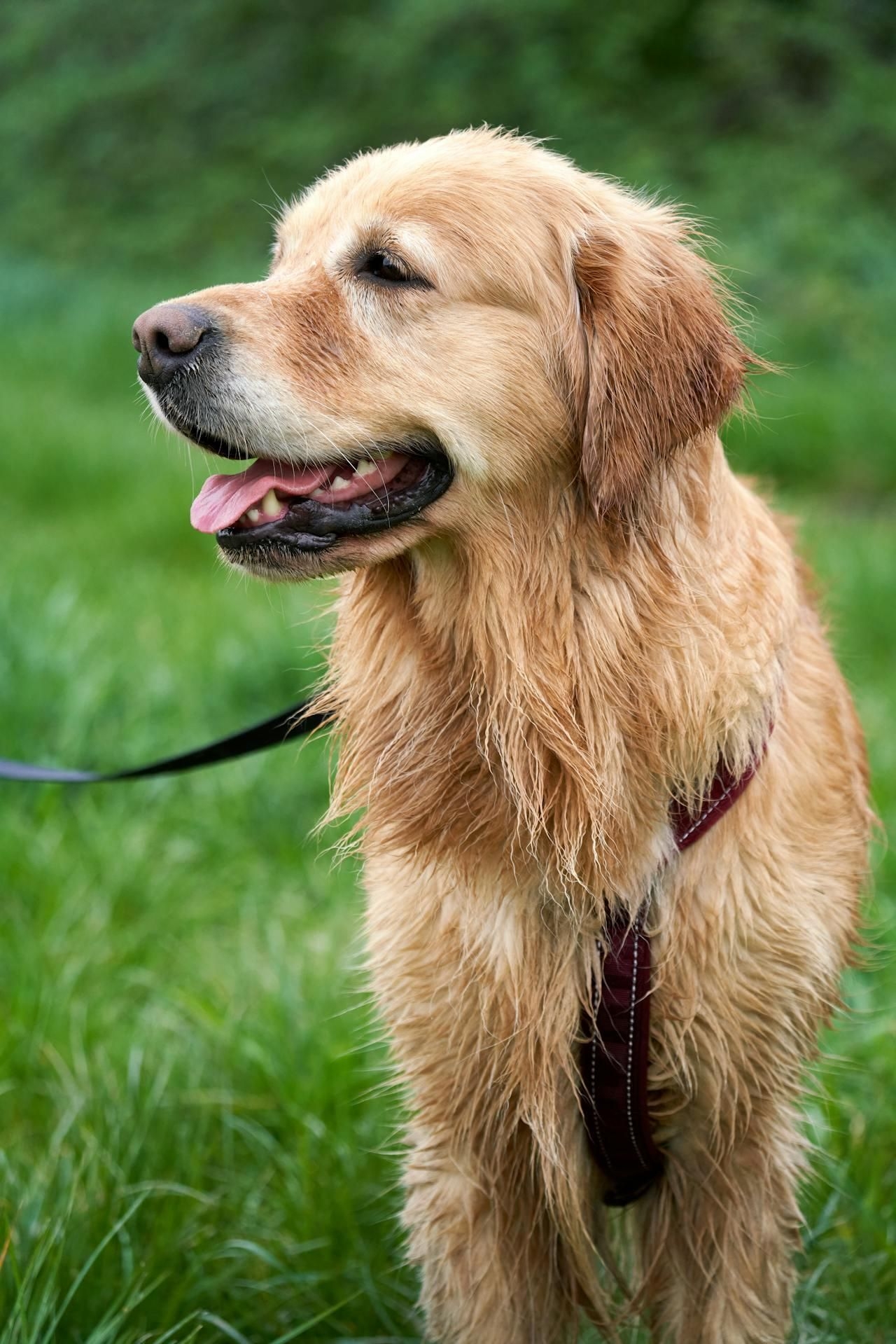 Mental health pills for pets? The rise of psychiatric medication in dog behaviour therapy